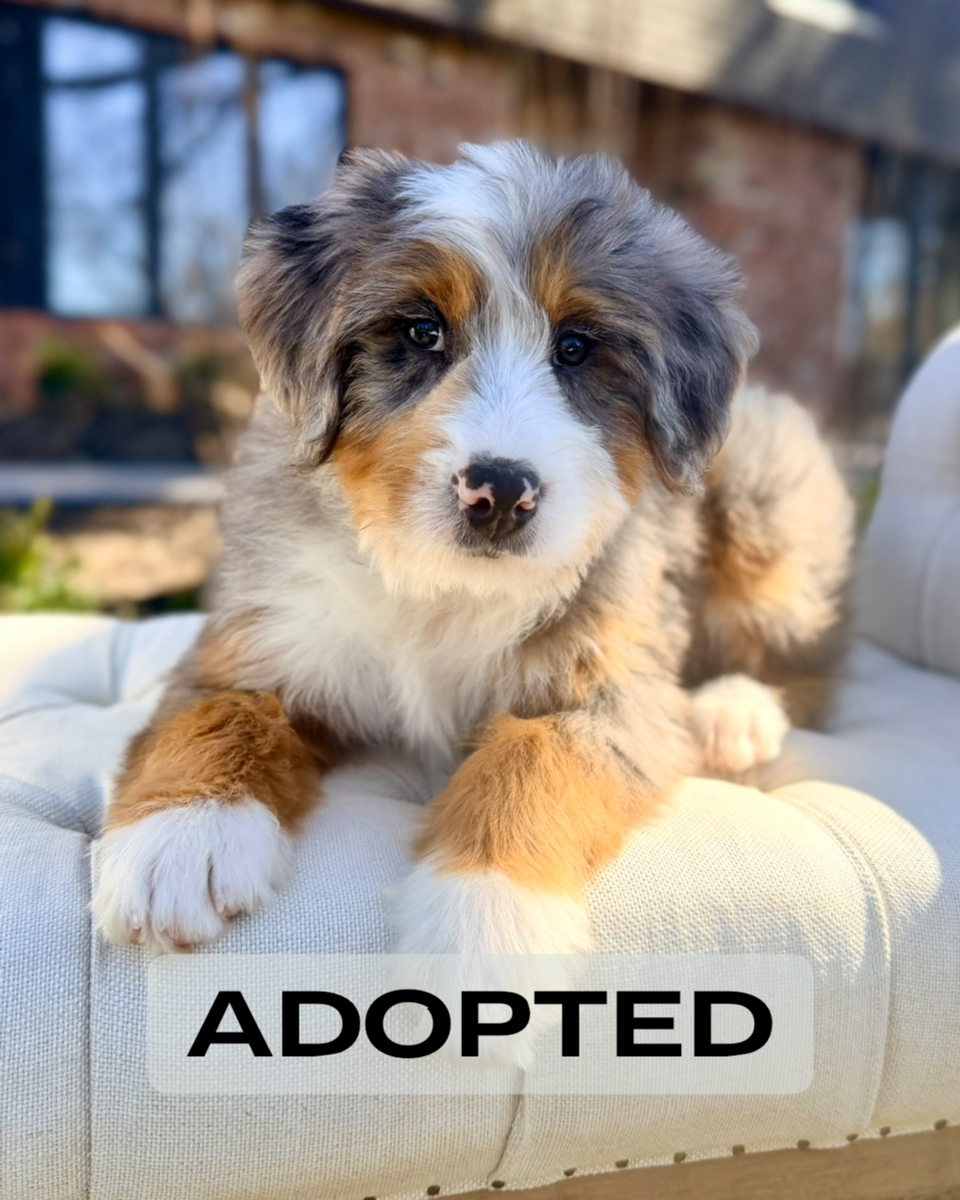 Henry Mini Bernedoodle Puppy 💙 ADOPTED – Precious Pups Doodles