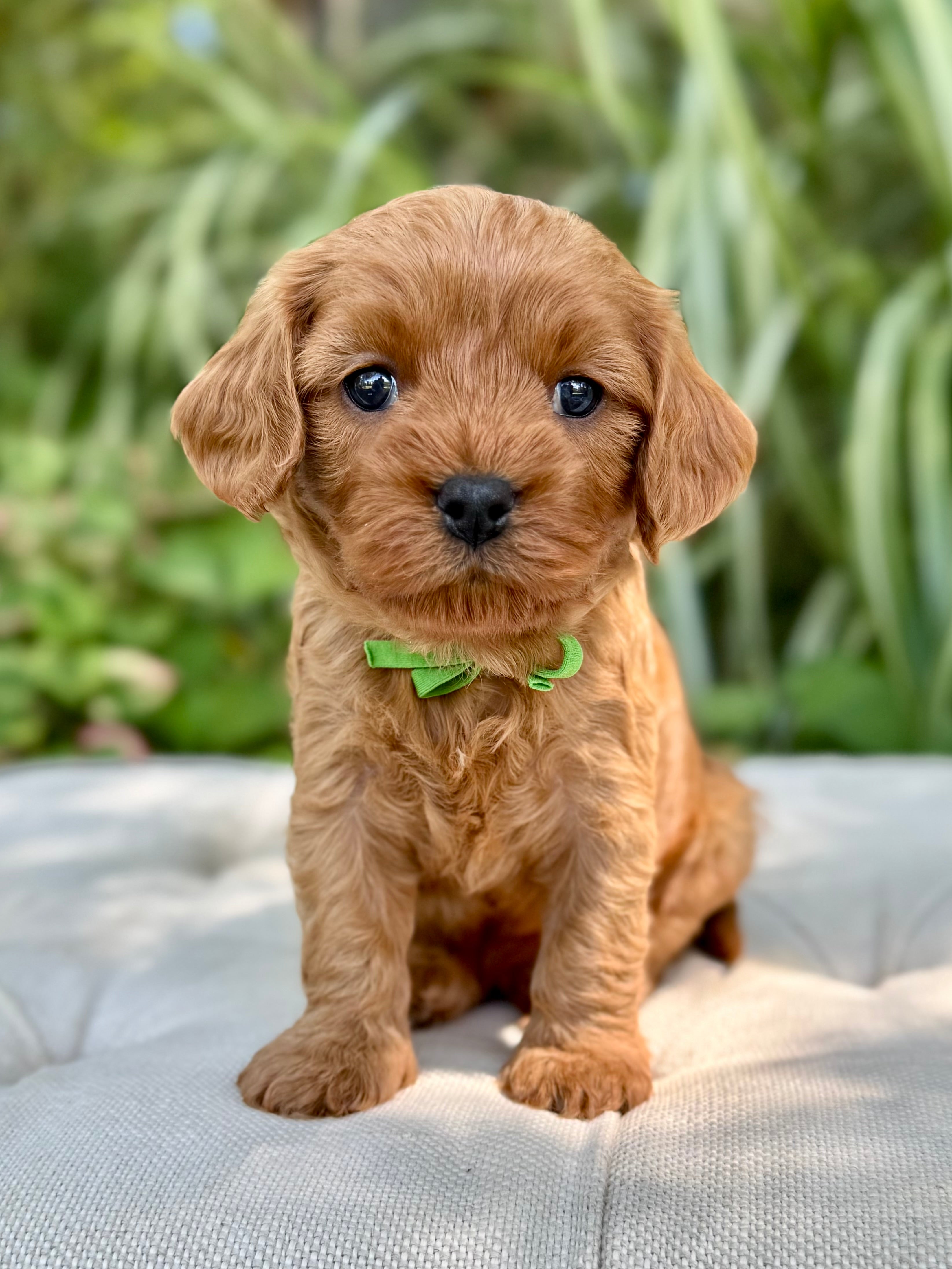 Taffy Cavapoo Puppy 💙 ADOPTED – Precious Pups USA