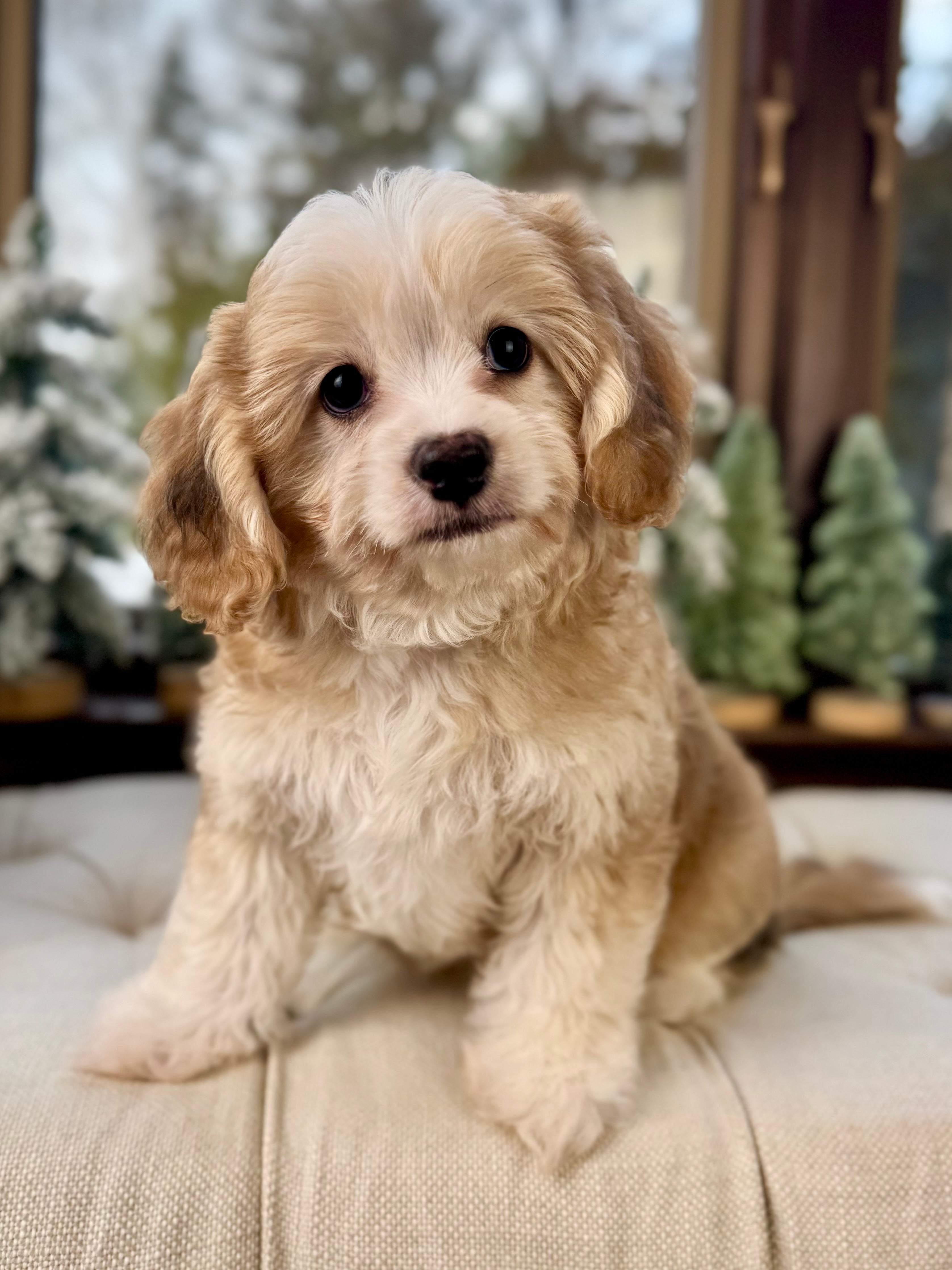 Cavapoo Cookies Biscuit Cavapoo Puppy 💙 SOLD – Precious Pups Doodles