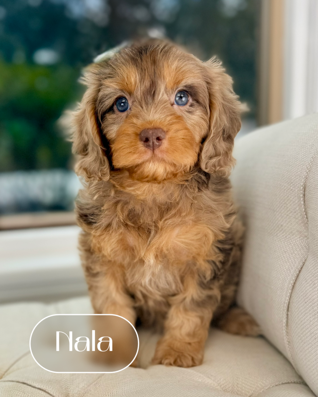 Nala Cockapoo Nala Cavapoo Puppy 💗 ADOPTED – Precious Pups Doodles