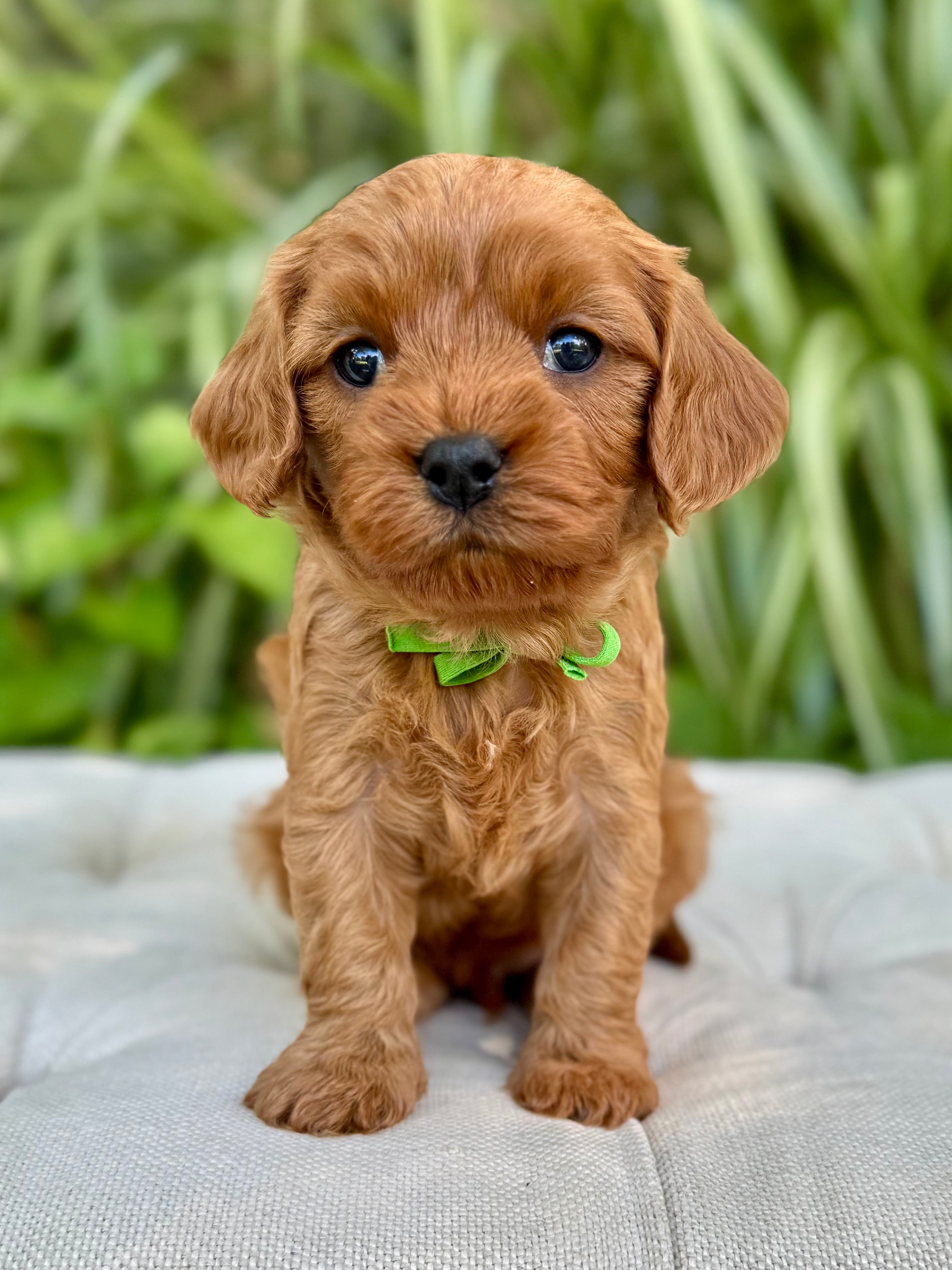 Taffy Cavapoo Puppy 💙 ADOPTED – Precious Pups USA