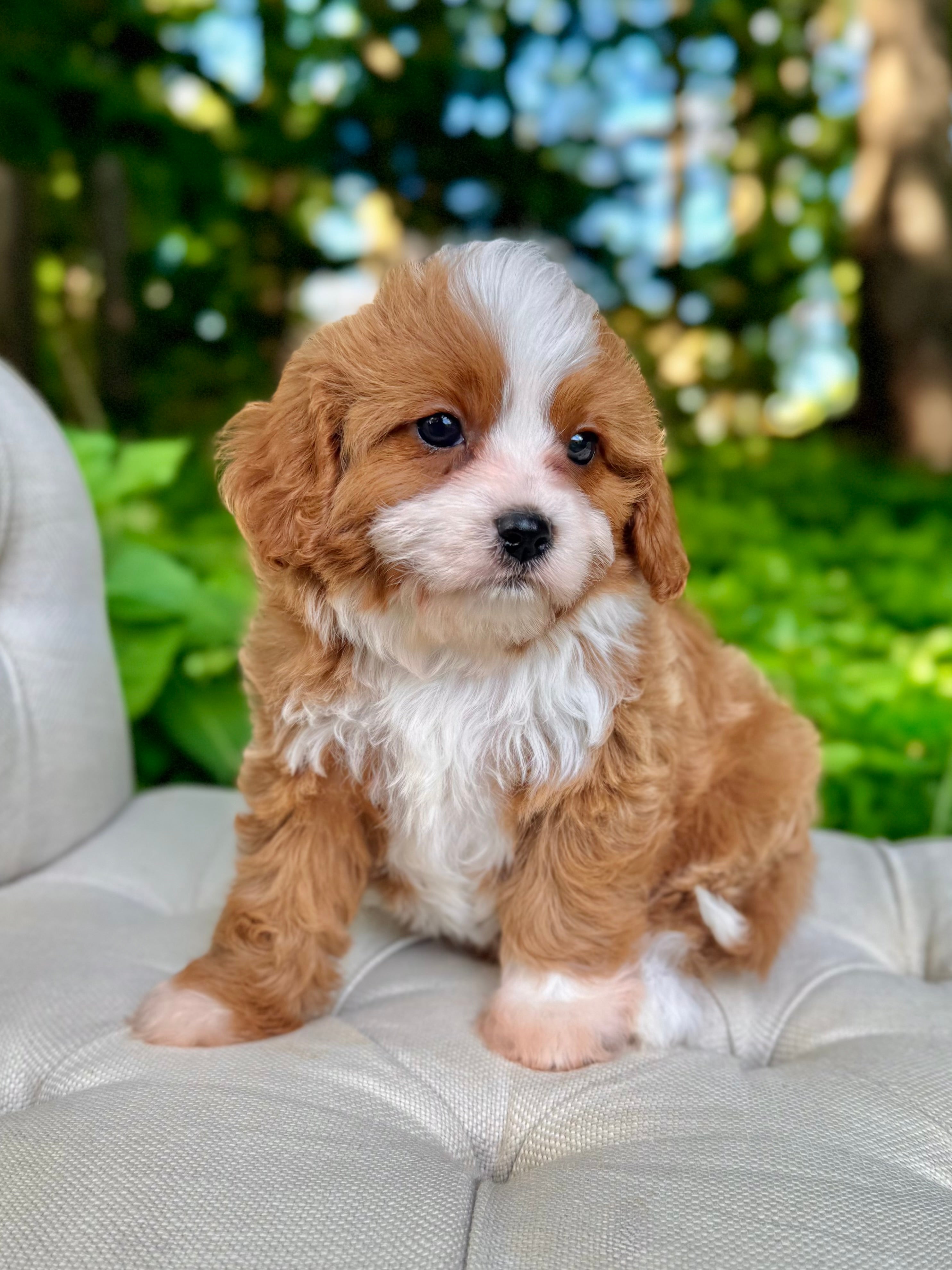 Toy Cavapoo Baton Rouge Memphis Toy Cavapoo Puppy 💗 Crate & Potty Trained – Precious Pups Doodles