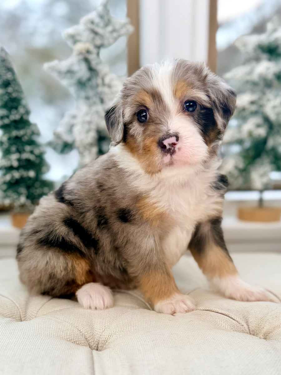 Annie Mini Bernedoodle Puppy 💗 SOLD – Precious Pups Doodles