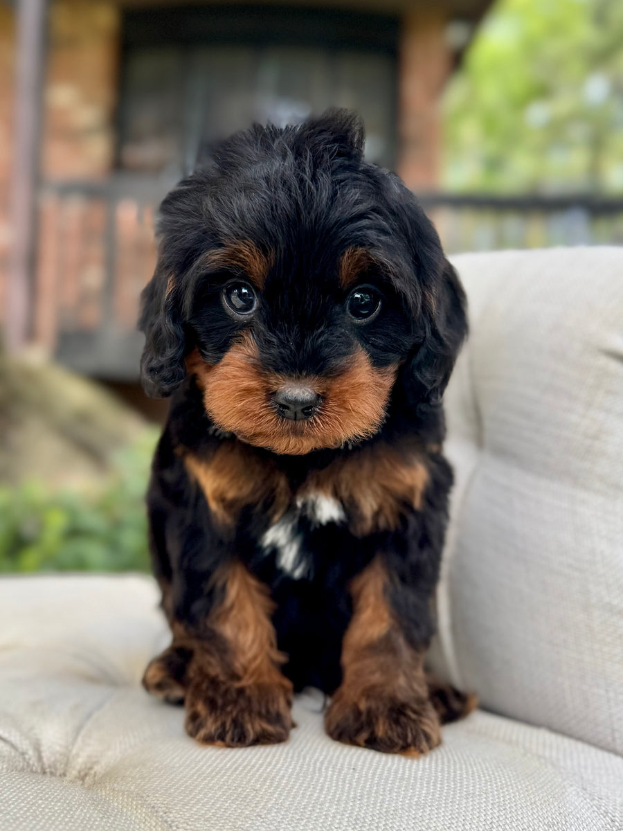Cocoa Cavapoo Puppy 💙 – Precious Pups Doodles