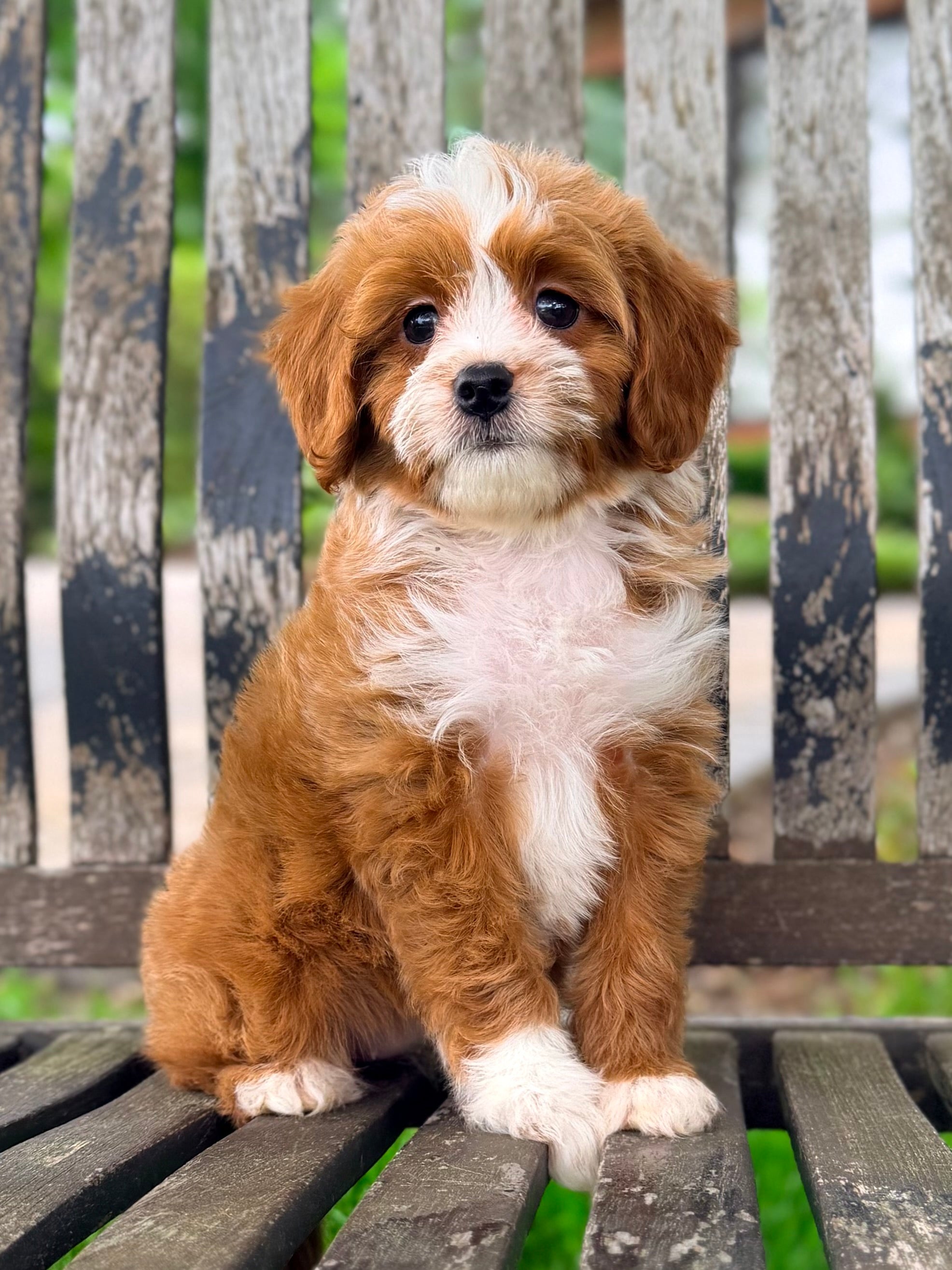 Toy Cavapoo Baton Rouge Leni Toy Cavapoo Puppy 💗 ADOPTED – Precious Pups Doodles