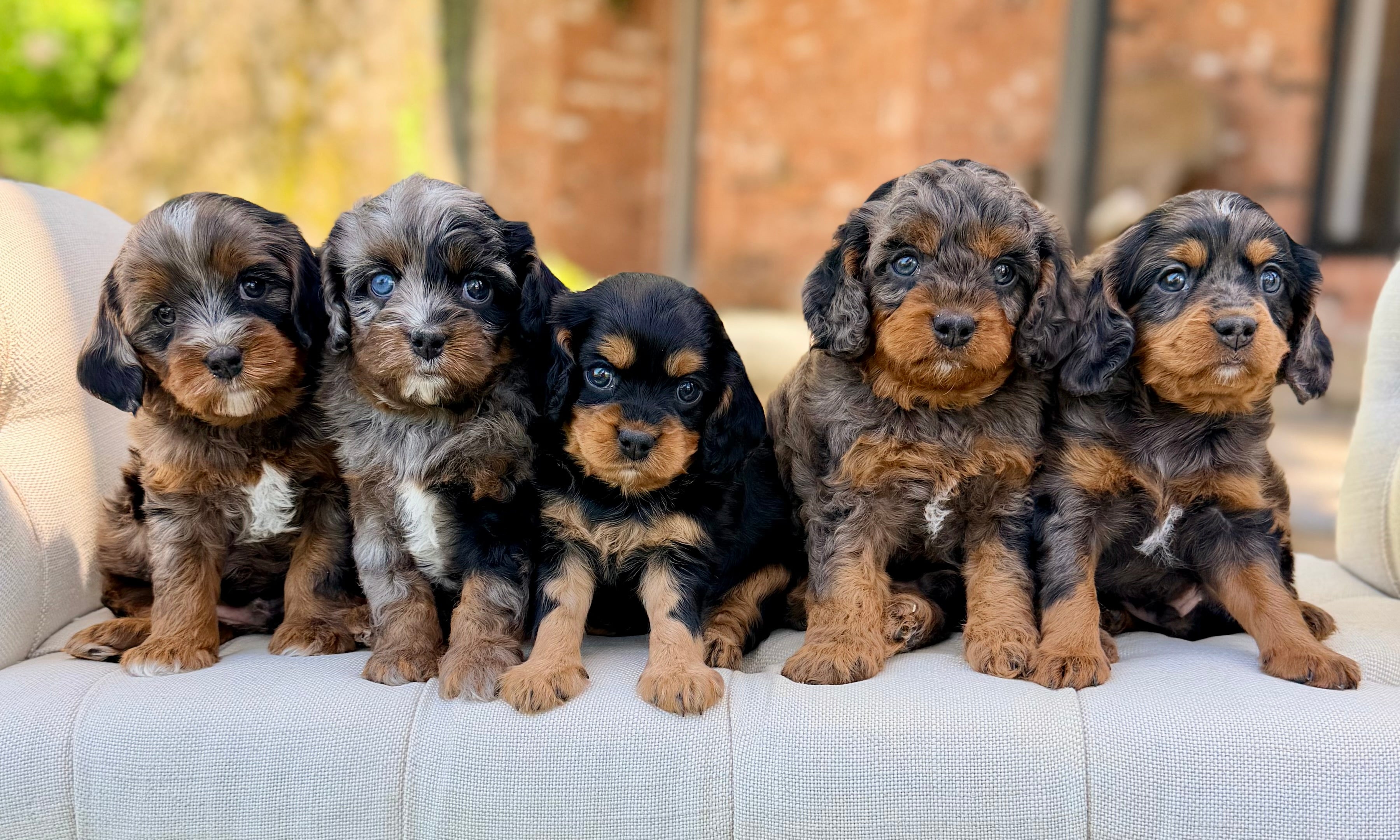 Multigen Fa Jasmine Multigen Cavapoo Puppy 💗 ADOPTED – Precious Pups Doodles
