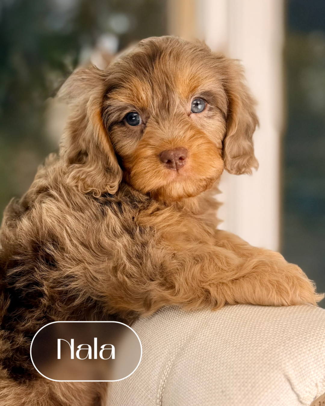 Nala Cockapoo Nala Cavapoo Puppy 💗 ADOPTED – Precious Pups Doodles