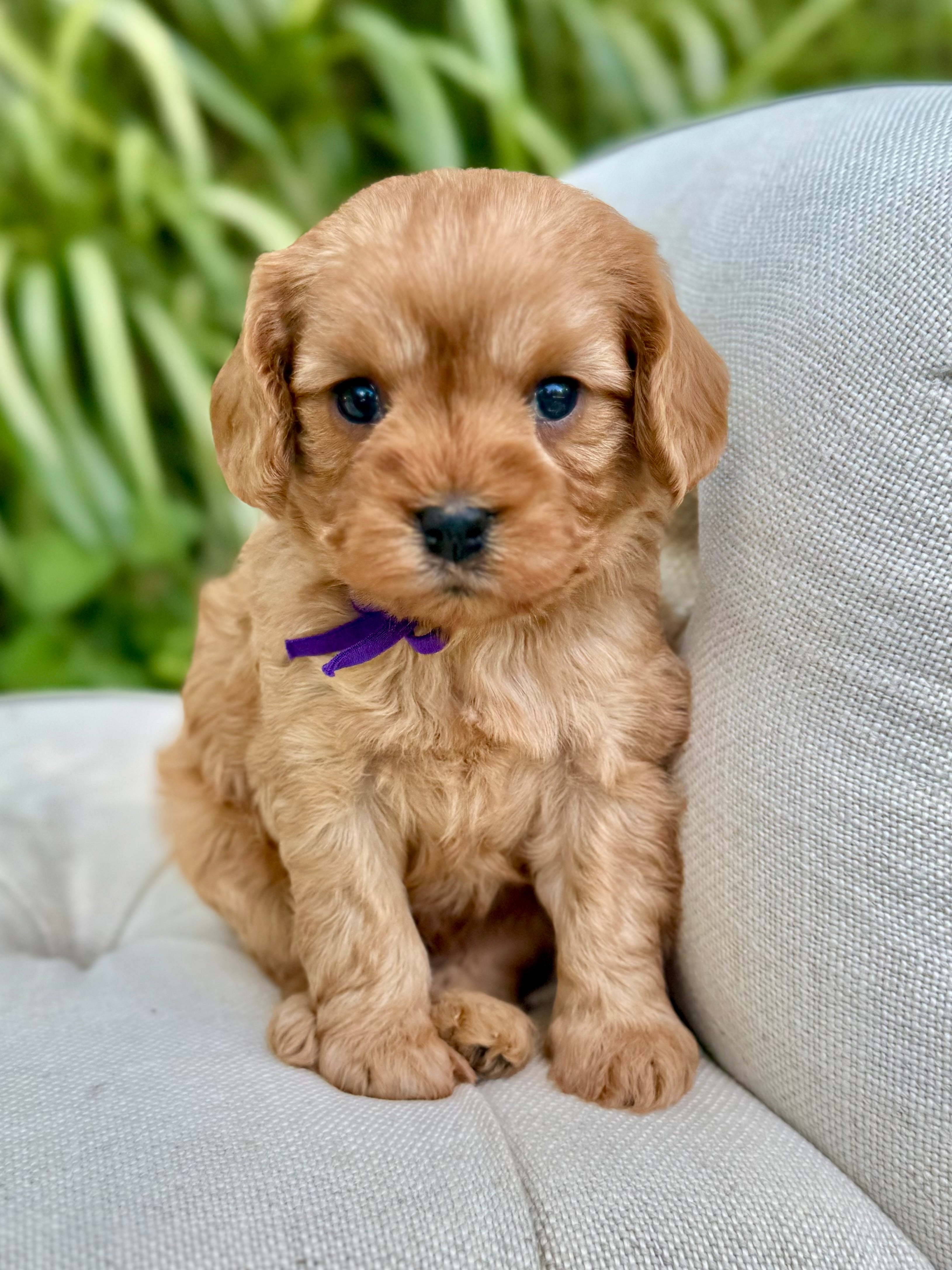 Cavapoo Cookies Caramel Cavapoo Puppy 💗 SOLD – Precious Pups Doodles