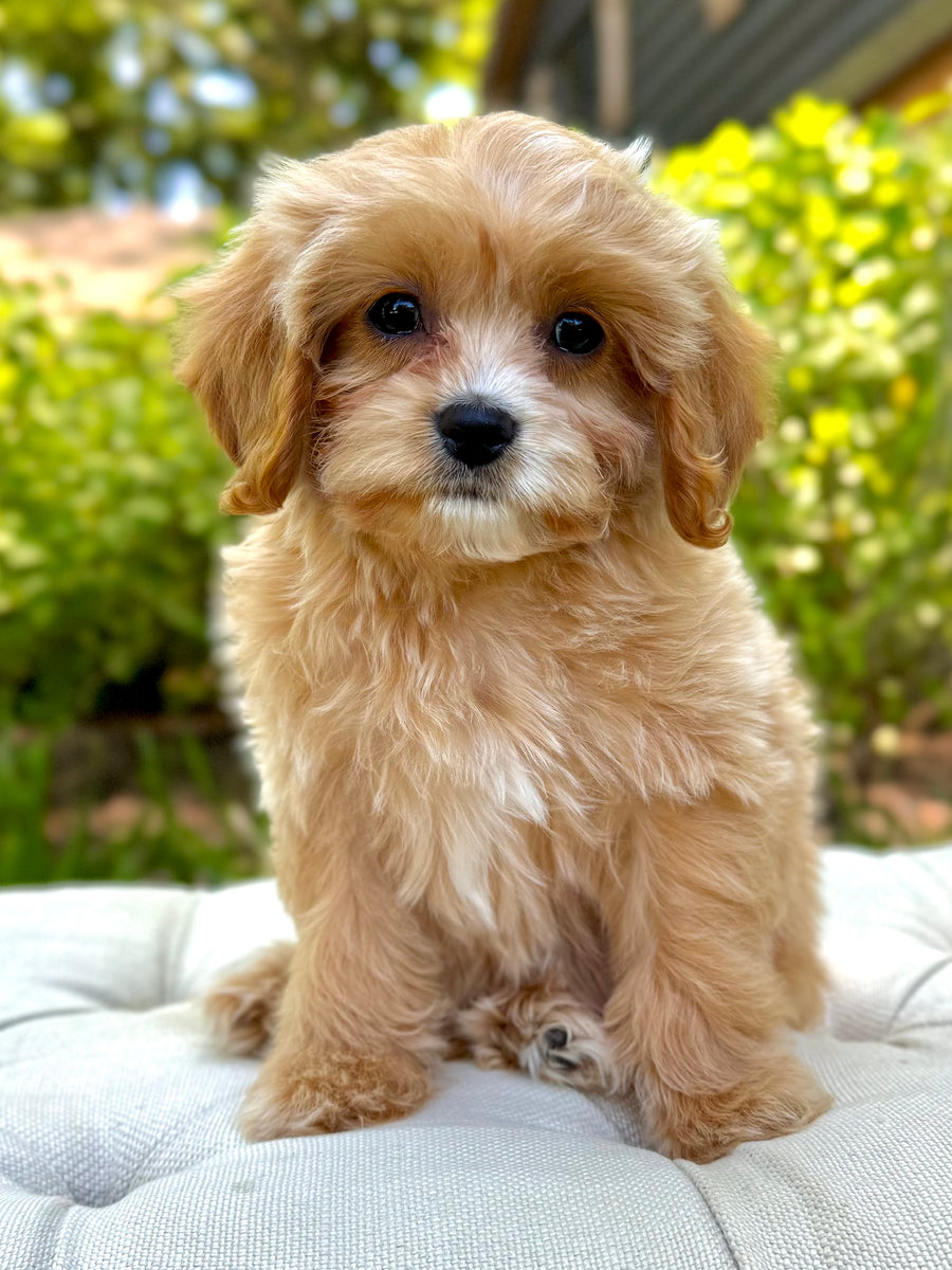 Aria Teacup Cavapoo Puppy 💗 ADOPTED – Precious Pups Doodles