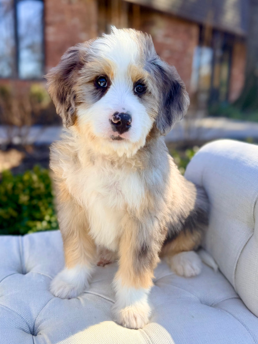 Sam Mini Bernedoodle Puppy 💙 ADOPTED – Precious Pups Doodles