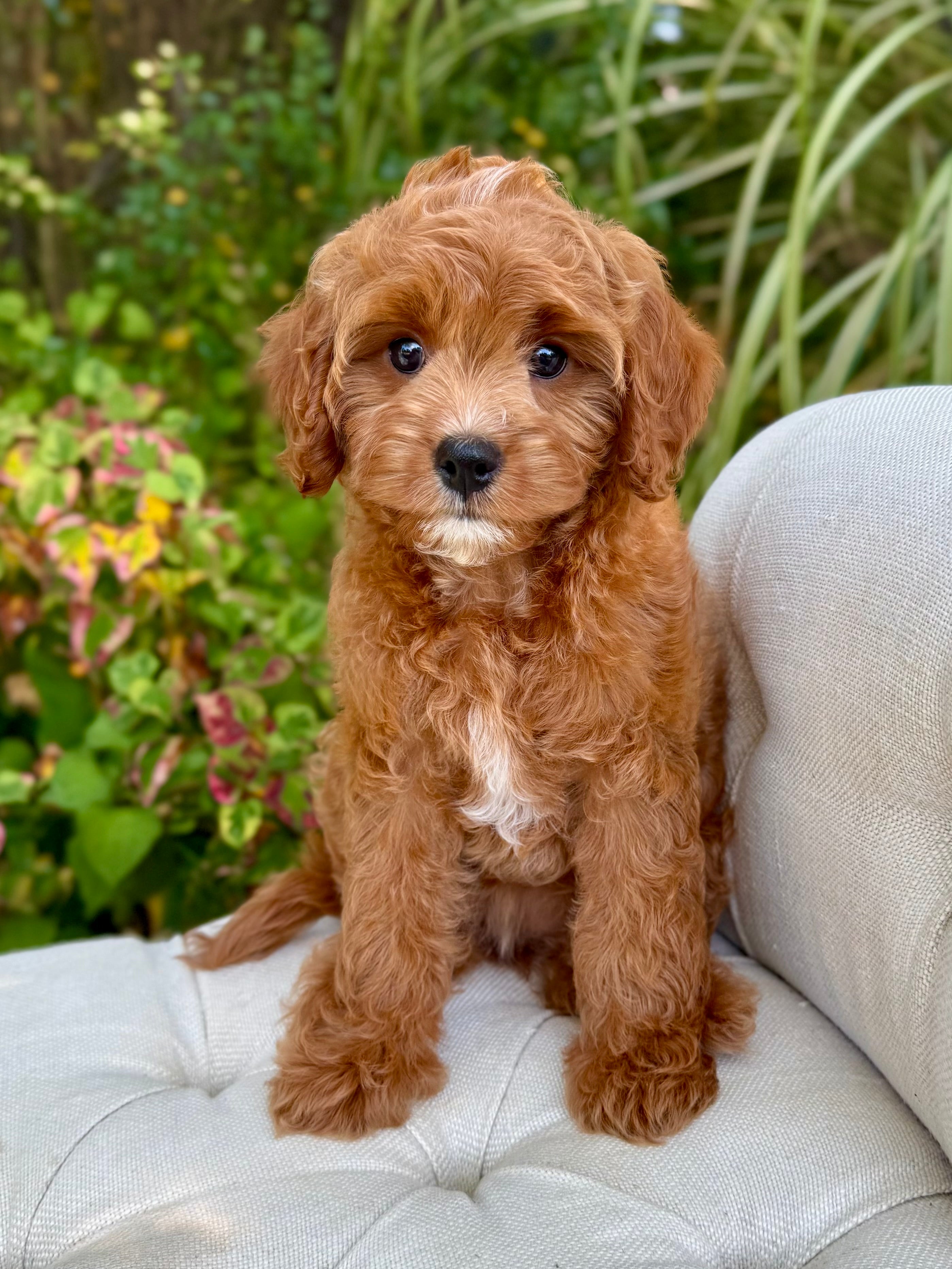Karen Cavapoo Puppy 💗 ADOPTED – Precious Pups USA