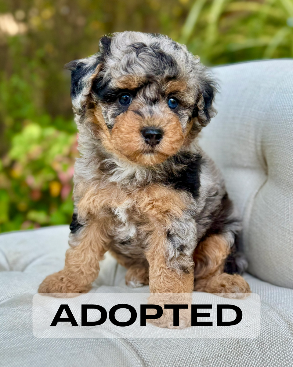 Van Gogh F1b Cavapoo Puppy 💙 SOLD – Precious Pups Doodles