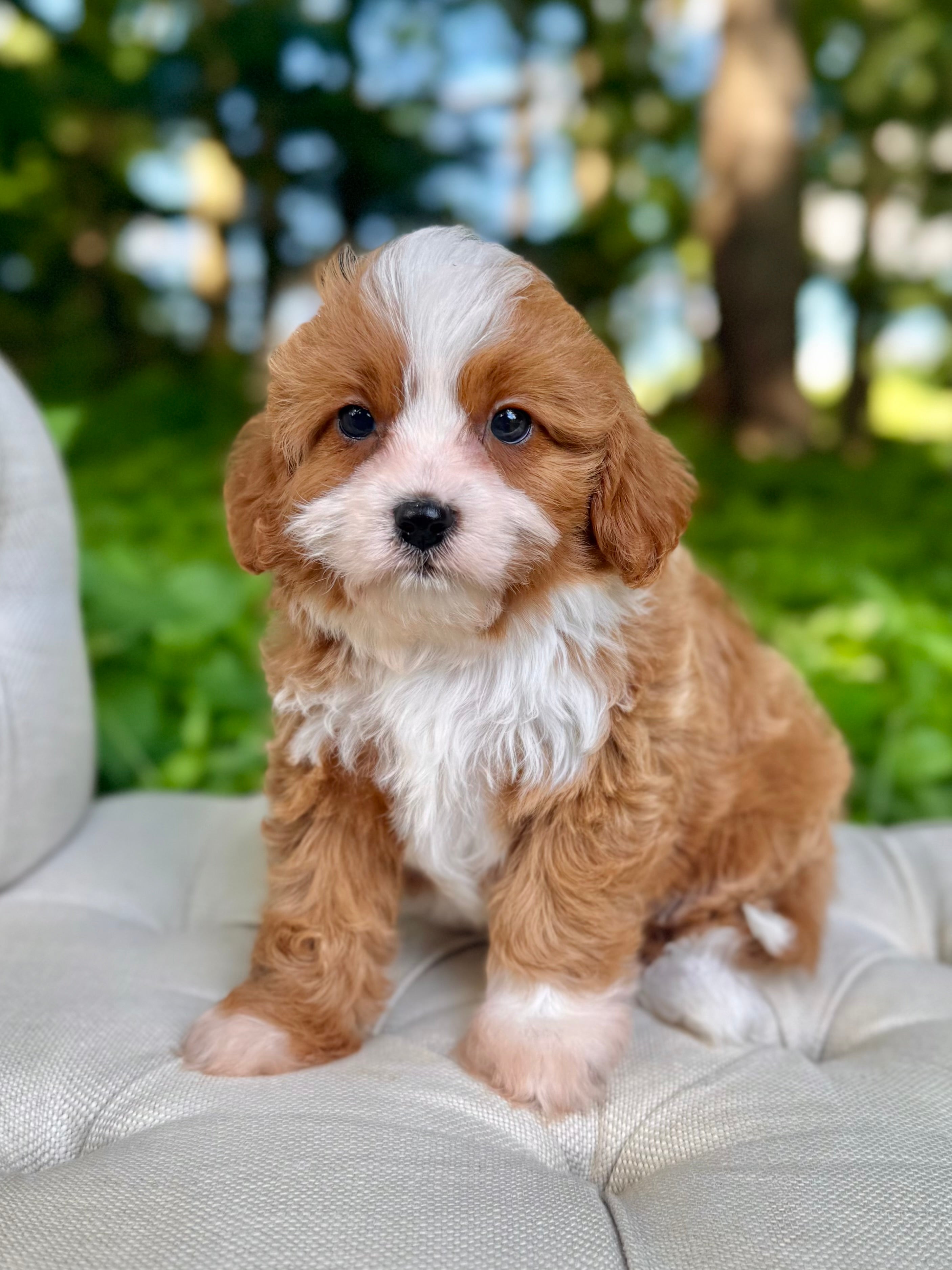 Toy Cavapoo Baton Rouge Memphis Toy Cavapoo Puppy 💗 – Precious Pups Doodles