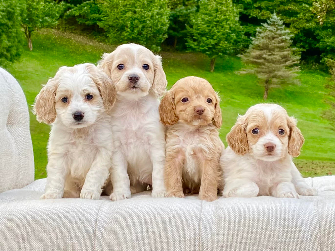 Precious Pups USA | Sagamore Hills, Ohio