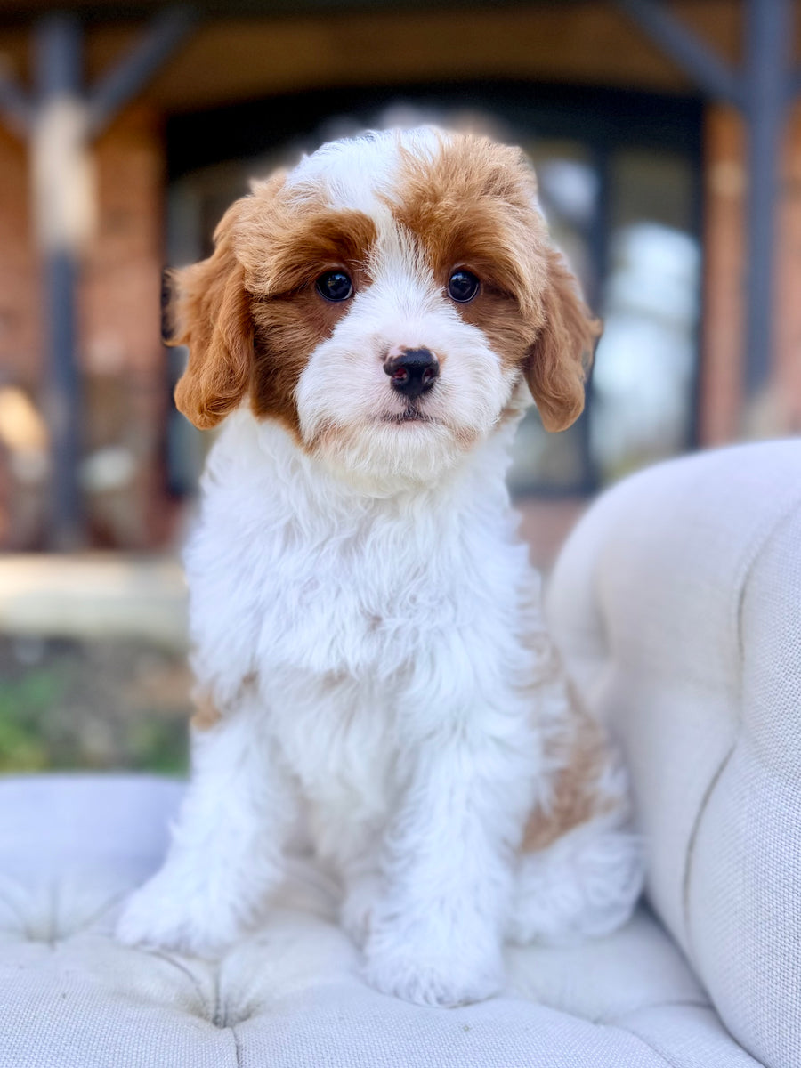 Beau Cavapoo Puppy 💙 SOLD – Precious Pups Doodles