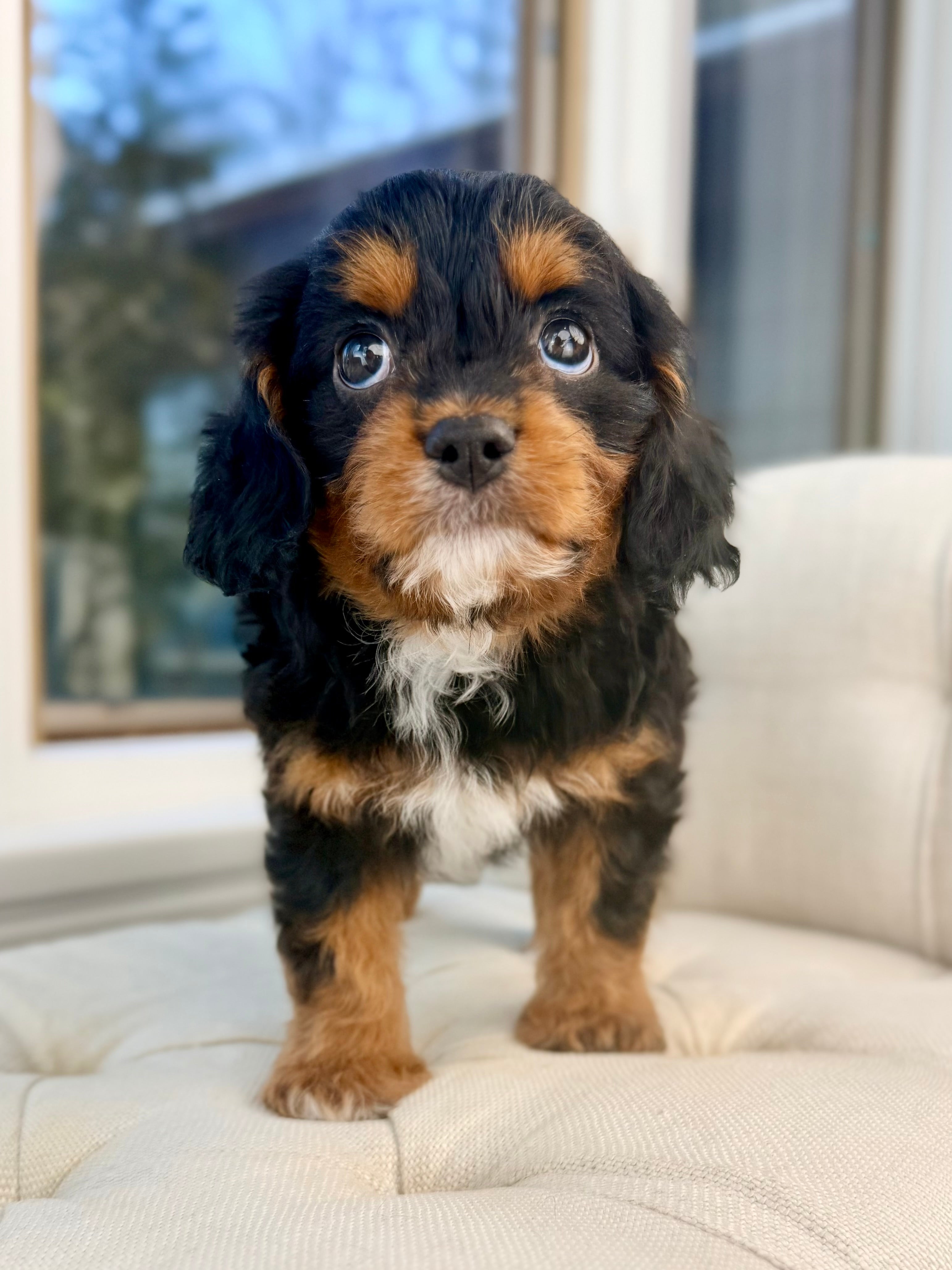 Button. The Cavapoo Thumper Cavapoo Puppy 💙 Potty & Crate Trained ADOPTED – Precious Pups ...