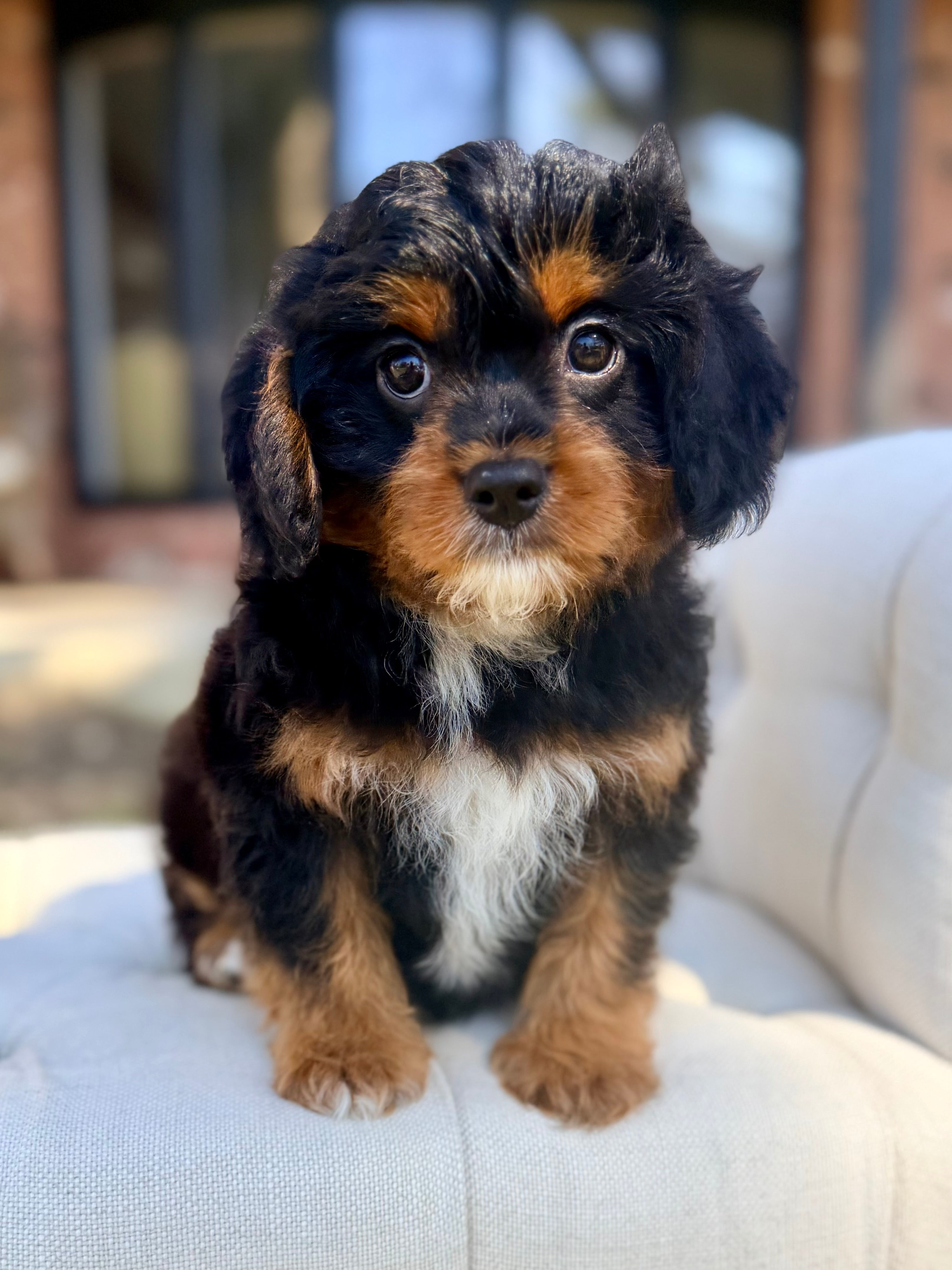 Button. The Cavapoo Thumper Cavapoo Puppy 💙 Potty & Crate Trained ADOPTED – Precious Pups ...