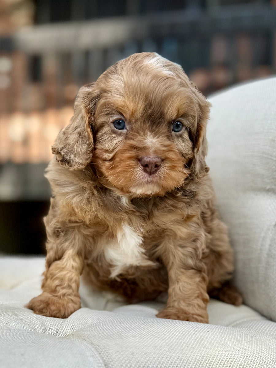 Theodore Cavapoo Puppy 💙 ADOPTED – Precious Pups Doodles