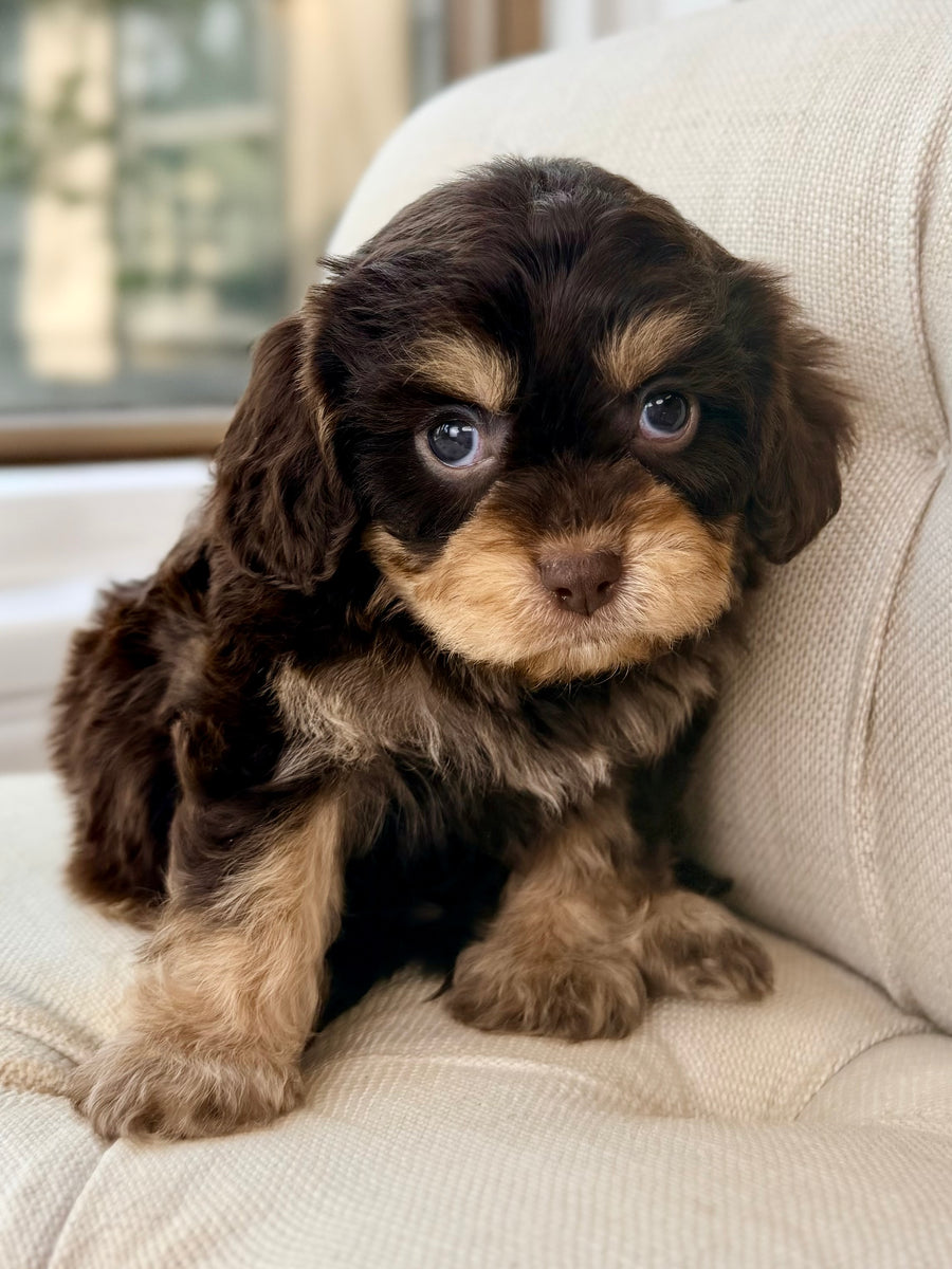 Han Solo Cavapoo Puppy 💙 ADOPTED – Precious Pups Doodles