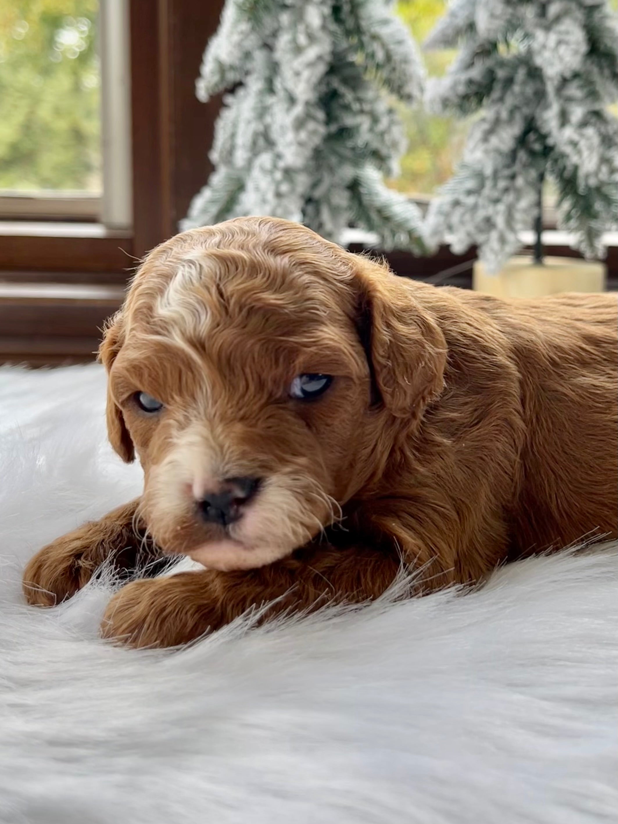 Phantom Abstract Cavapoo Cinnamon Cavapoo Puppy 💙 SOLD – Precious Pups USA