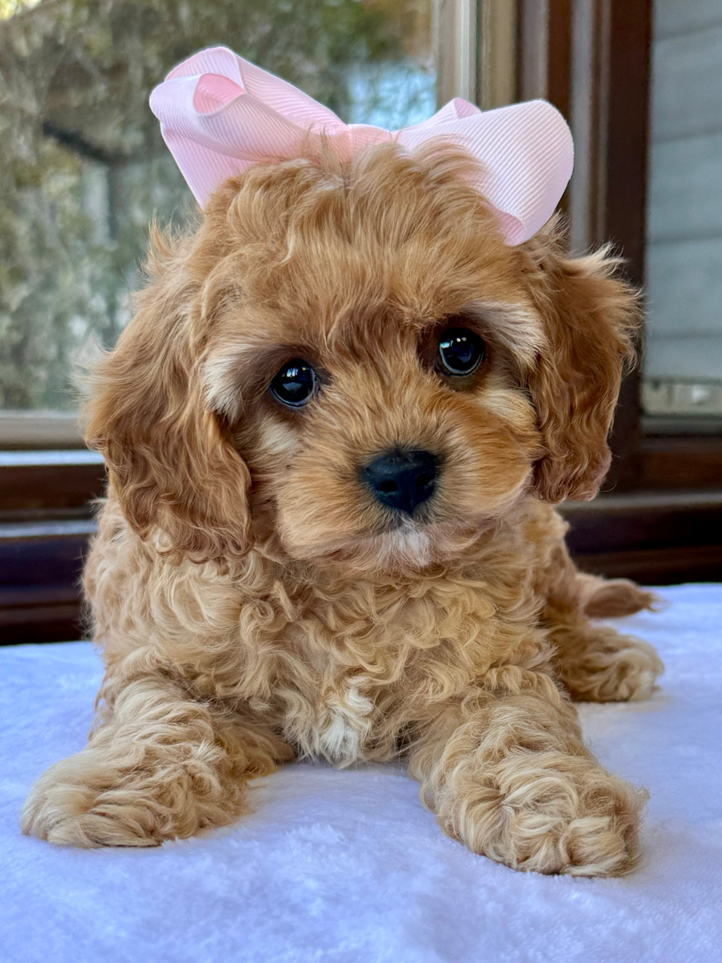 Newborn Cavoodle Puppies F1B Cavoodle Puppies Dogs Puppies Gumtree