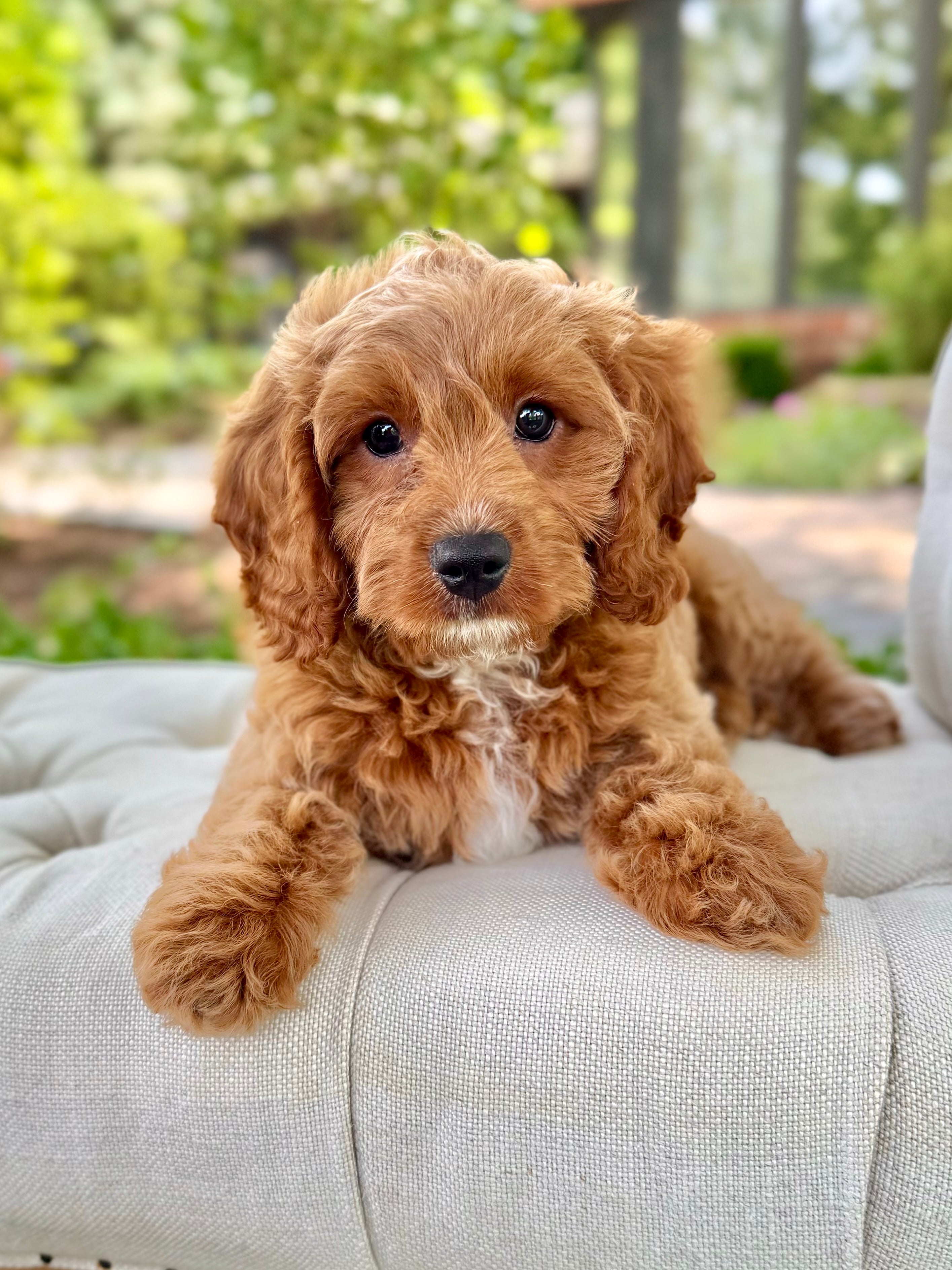 Tan Mini Cavapoo Hank Mini Cavapoo Puppy 💙 – Precious Pups Doodles
