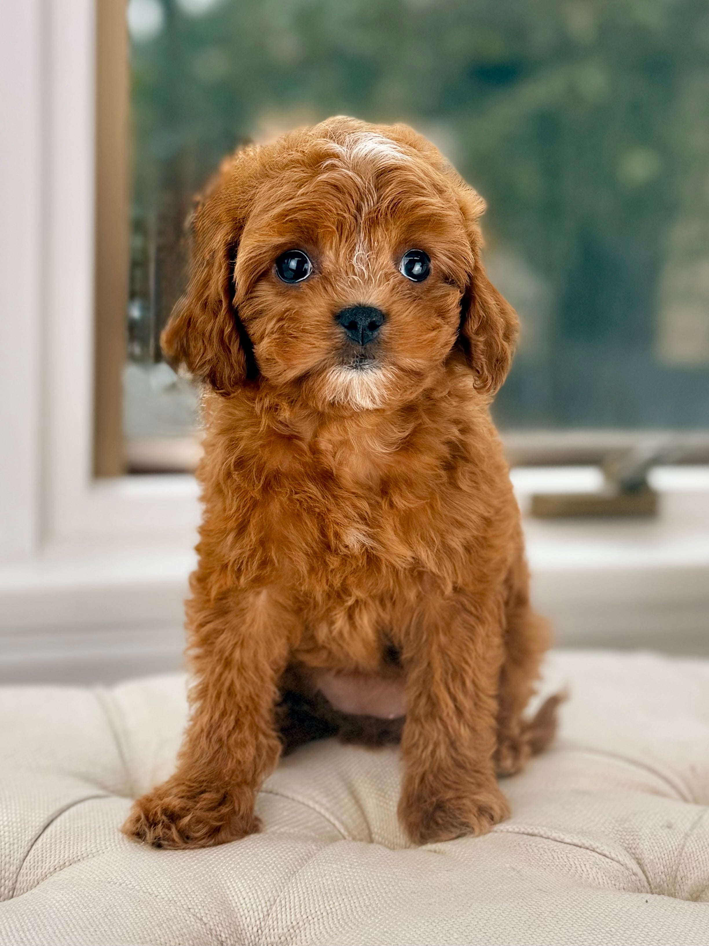 Button. The Cavapoo Bunny Cavapoo Puppy 💗 ADOPTED – Precious Pups Doodles