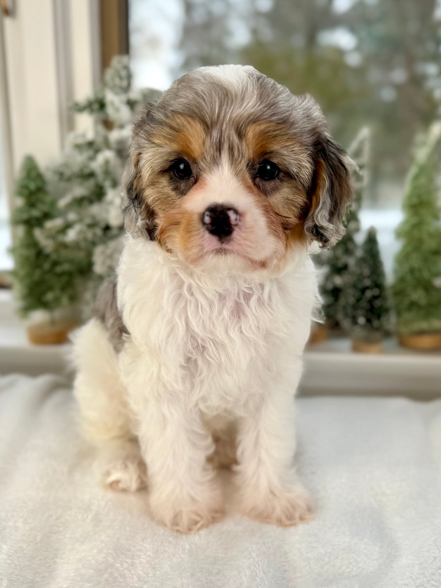 Stripe Cavapoo Puppy 💙 SOLD – Precious Pups Doodles