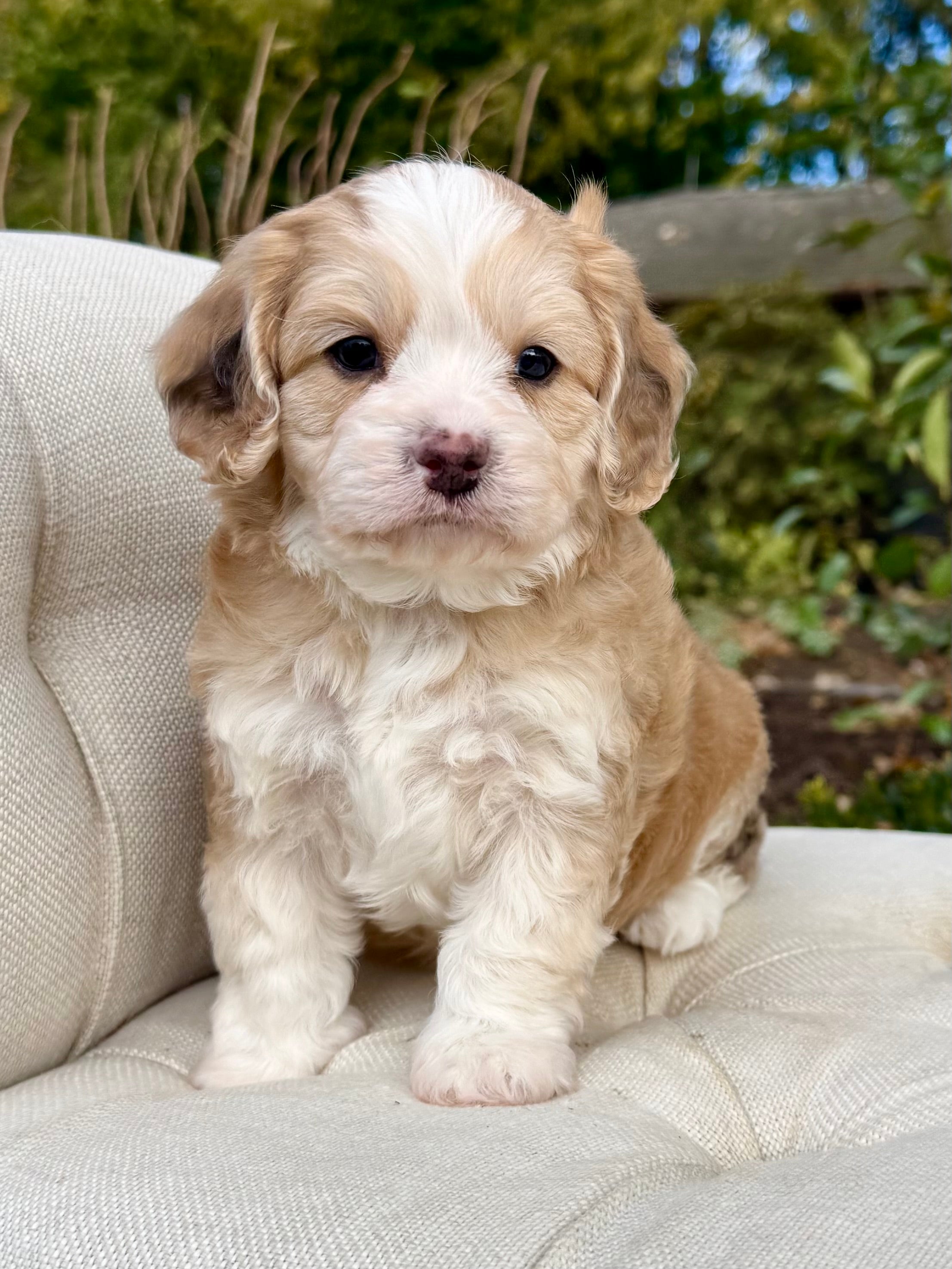 Cavapoo Cookies Biscuit Cavapoo Puppy 💙 ADOPTED – Precious Pups USA