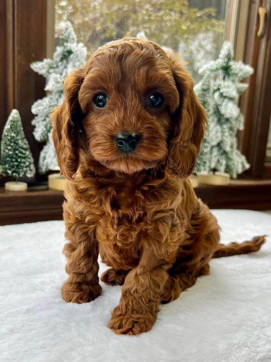 Chestnut Cavapoo Puppy π SOLD β Precious Pups USA