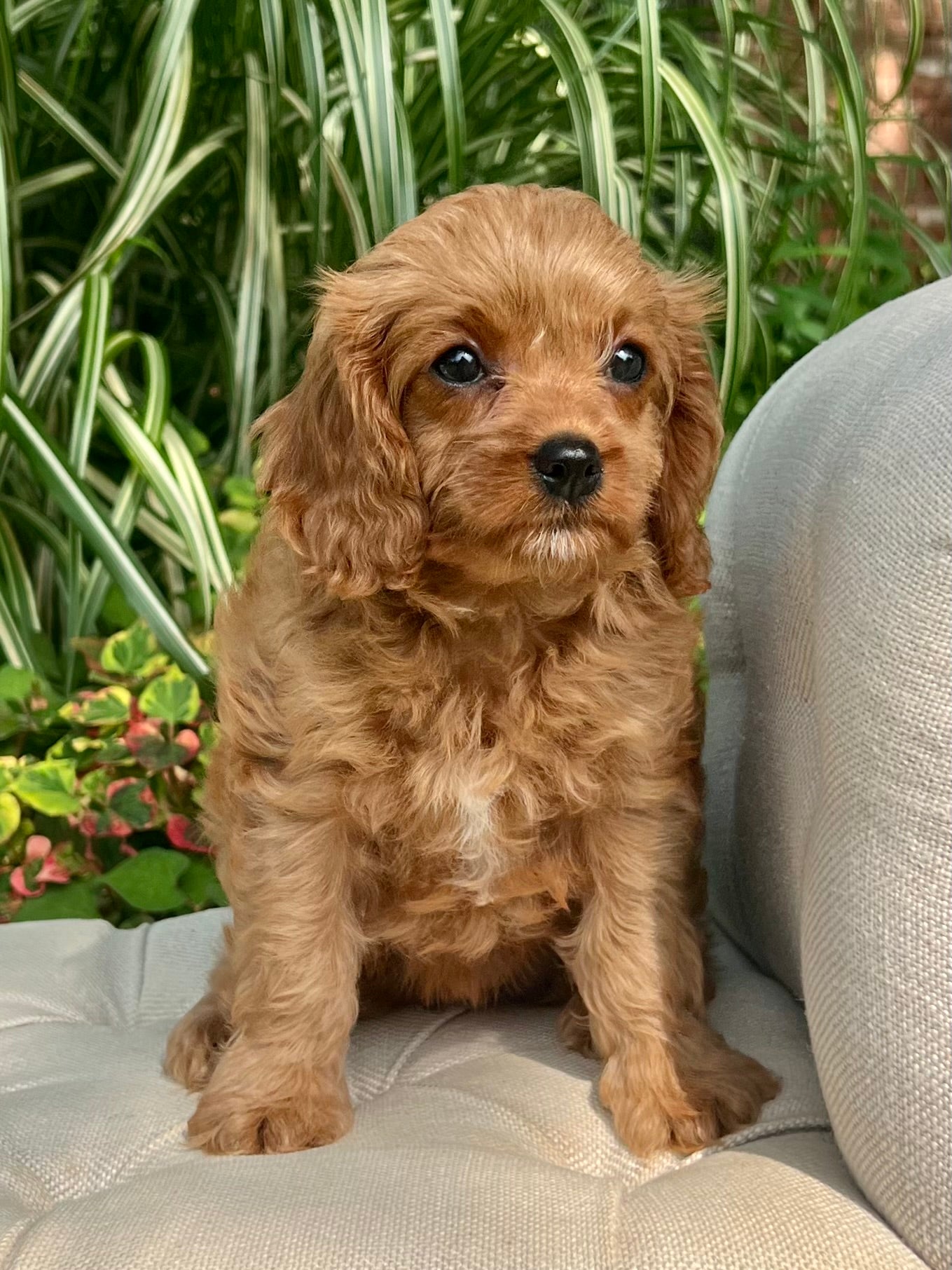 Lacey Cavapoo Puppy 💗 SOLD – Precious Pups USA