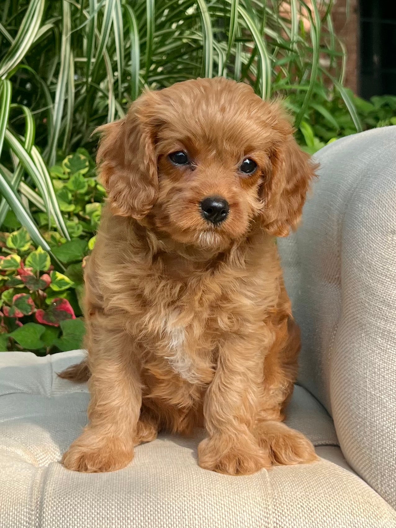 Lacey Cavapoo Puppy 💗 SOLD – Precious Pups USA