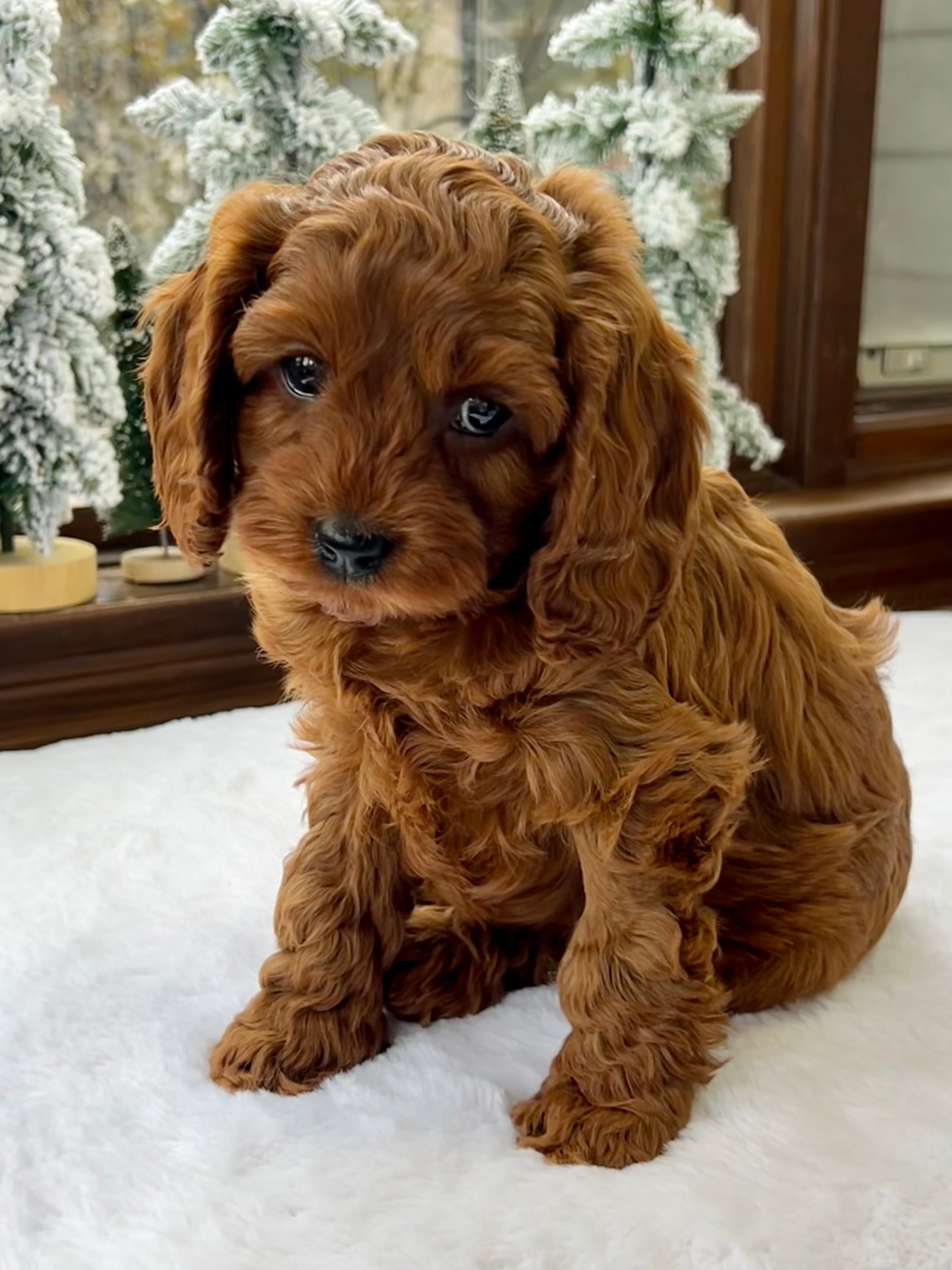 Chestnut Cavapoo Puppy π SOLD β Precious Pups USA