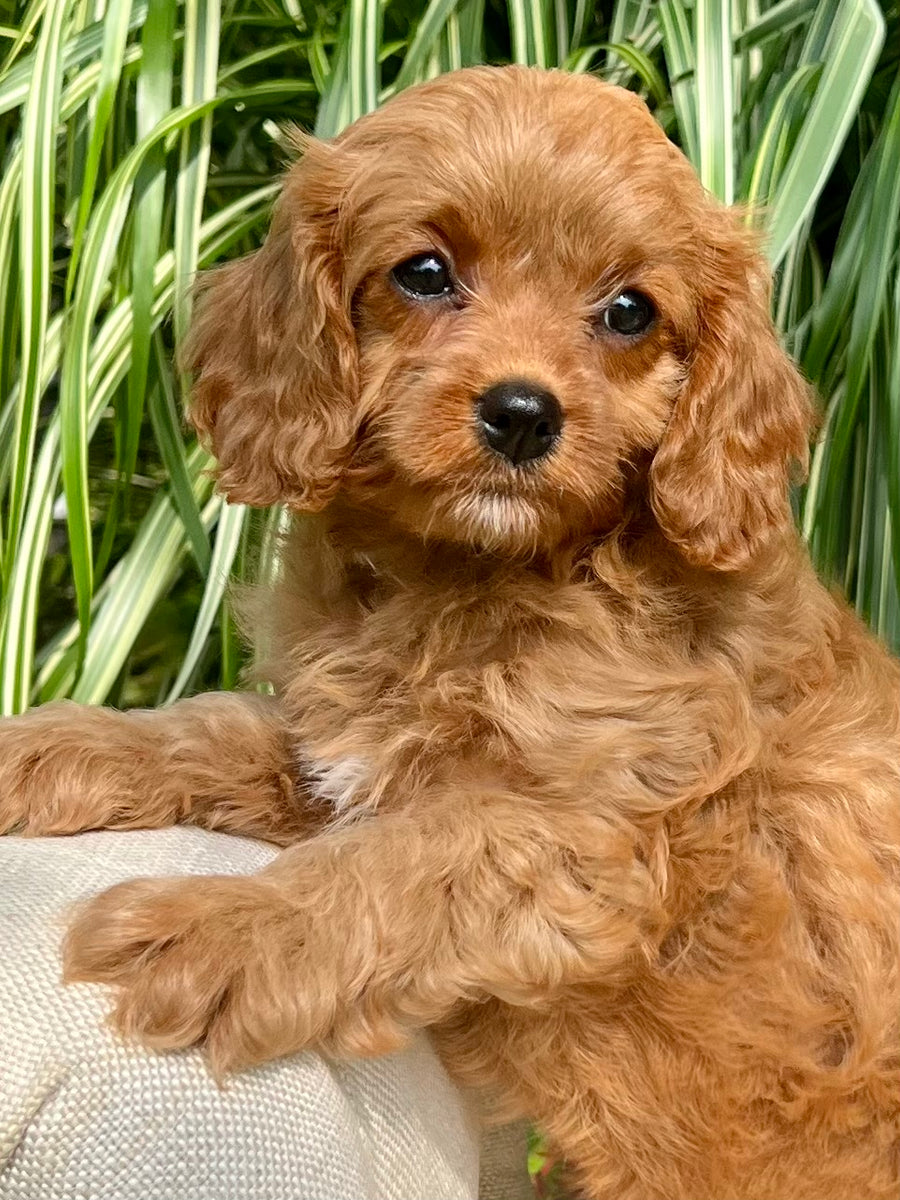 Lacey Cavapoo Puppy 💗 SOLD – Precious Pups USA