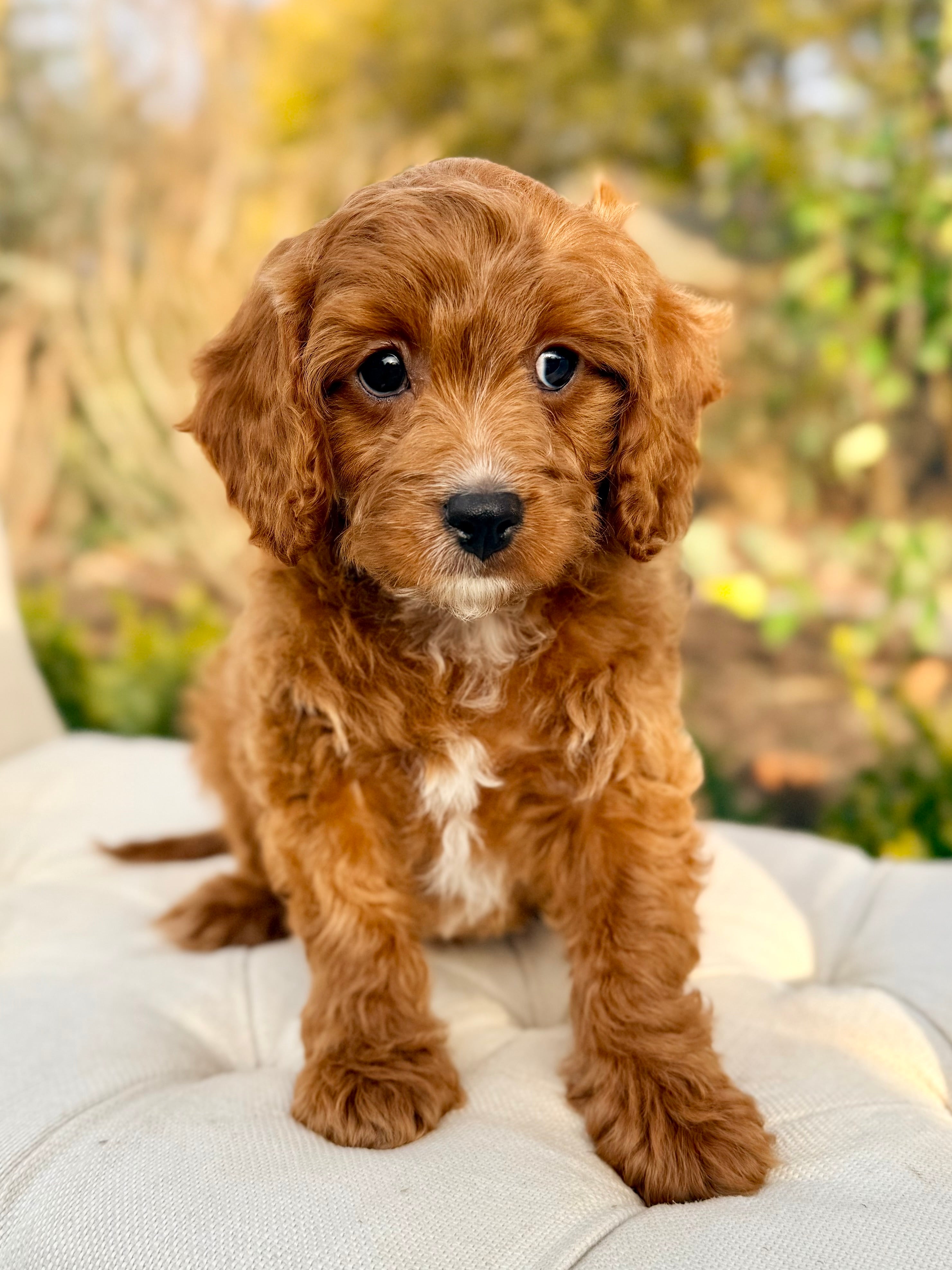 Dry Valapoo Wally Cavapoo Puppy 💙 SOLD – Precious Pups Doodles