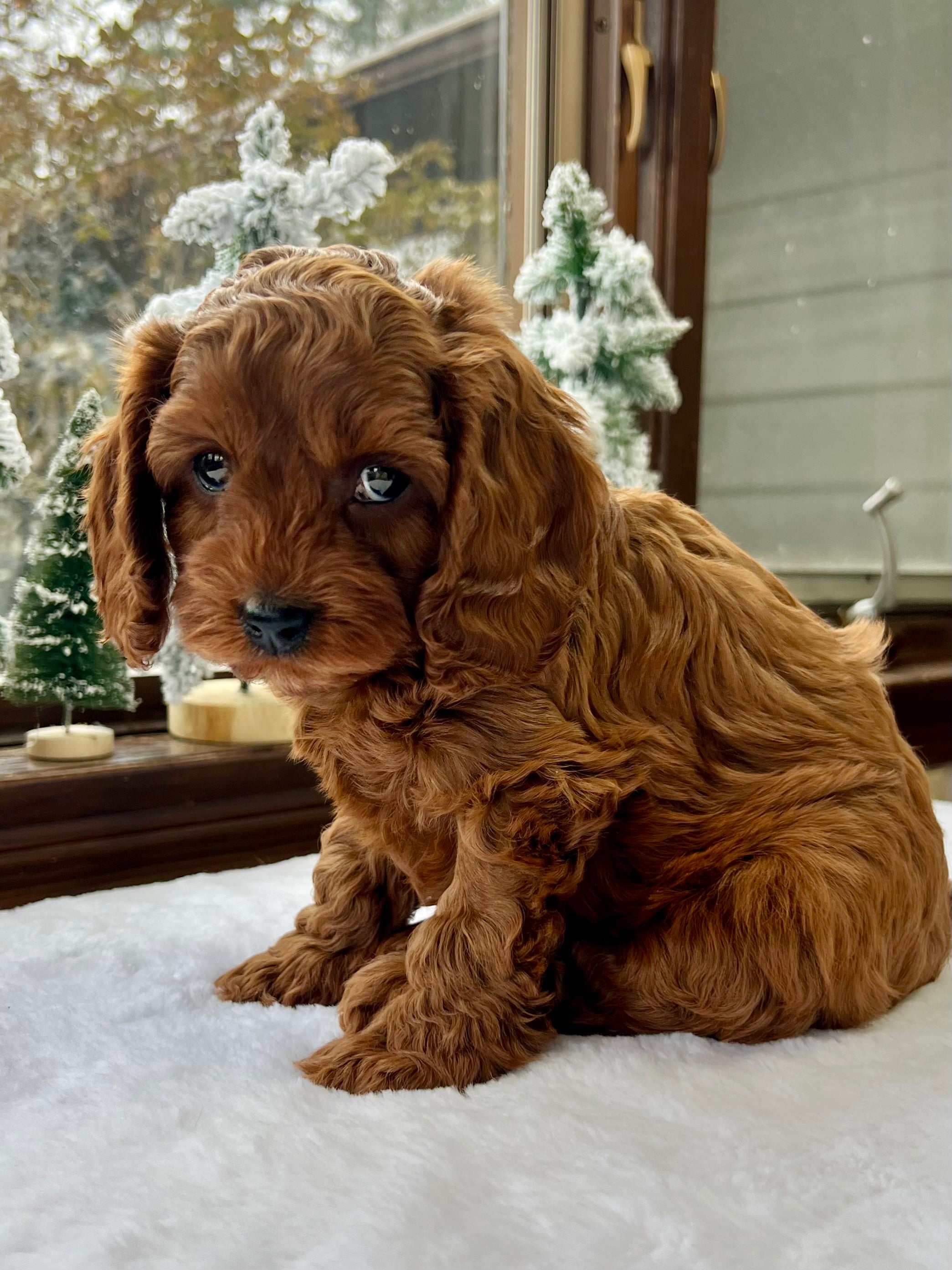 Chestnut Cavapoo Puppy π SOLD β Precious Pups USA