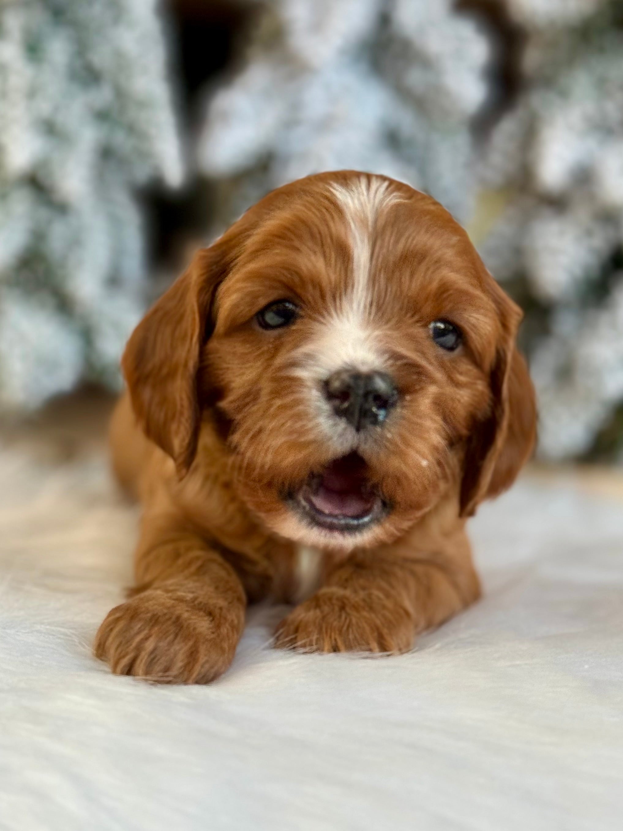 Red F1 Cavapoo Ginger Cavapoo Puppy 💗 SOLD – Precious Pups Doodles