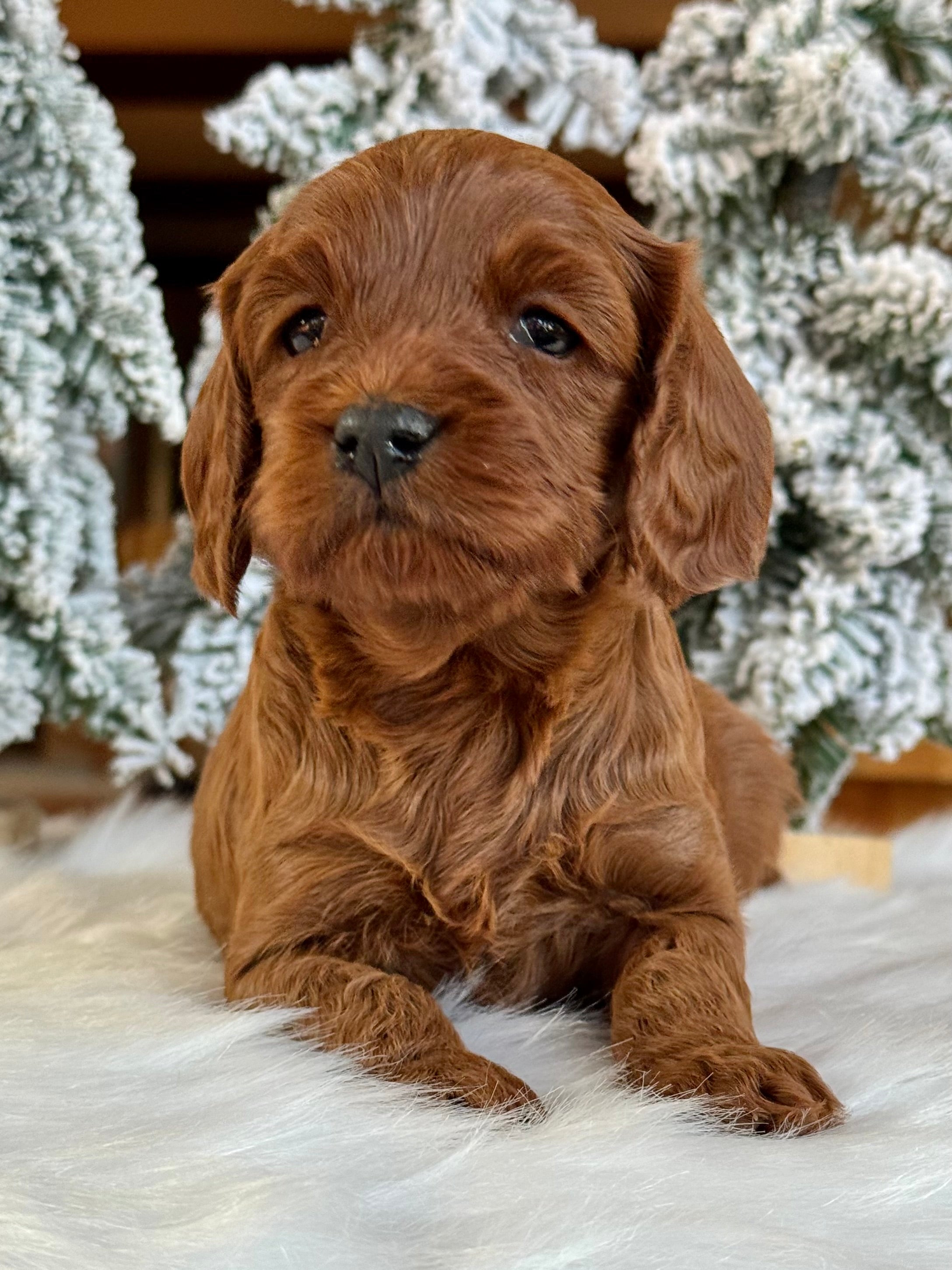 Chestnut Cavapoo Puppy π SOLD β Precious Pups USA