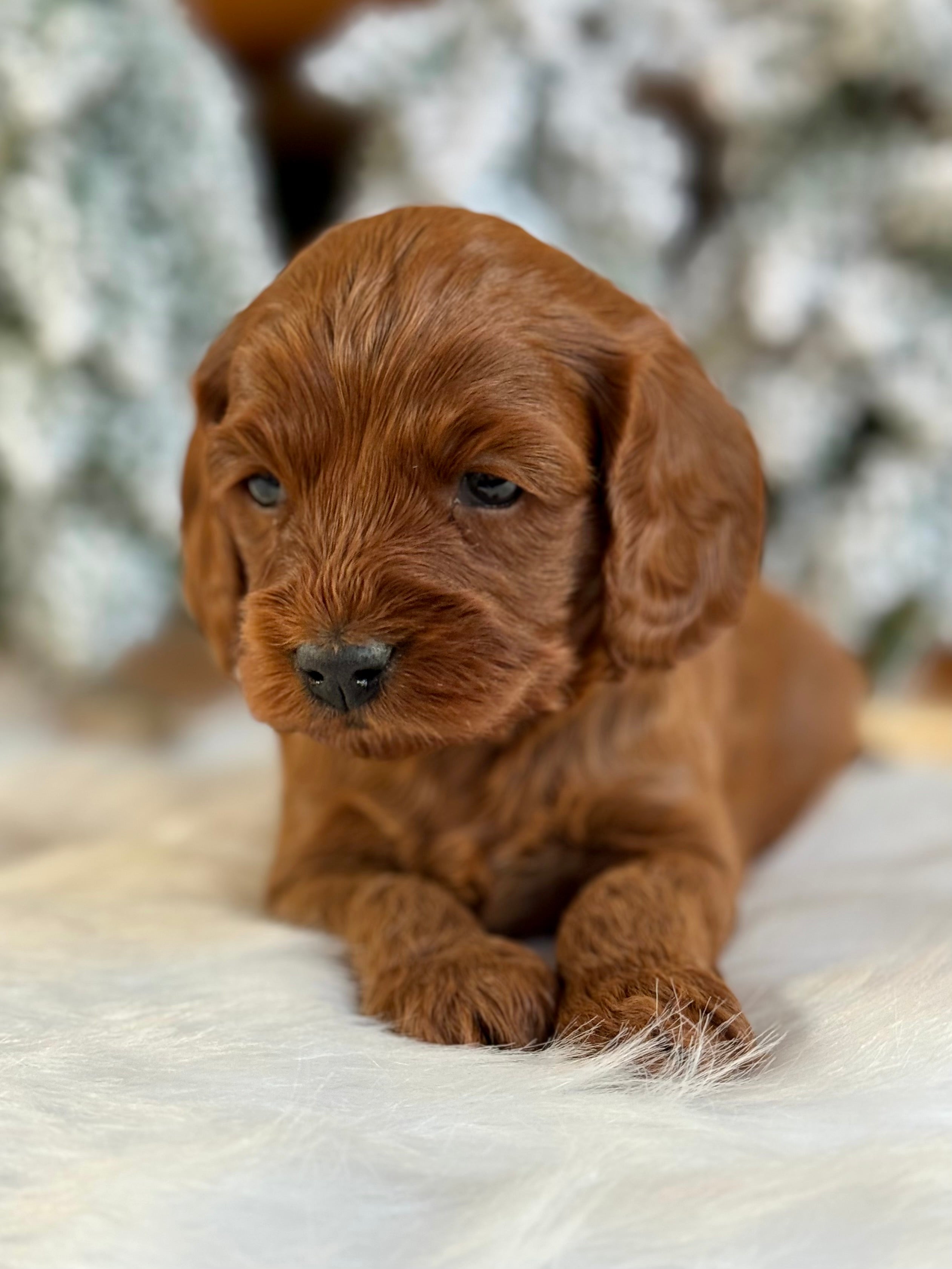 Chestnut Cavapoo Puppy π SOLD β Precious Pups USA