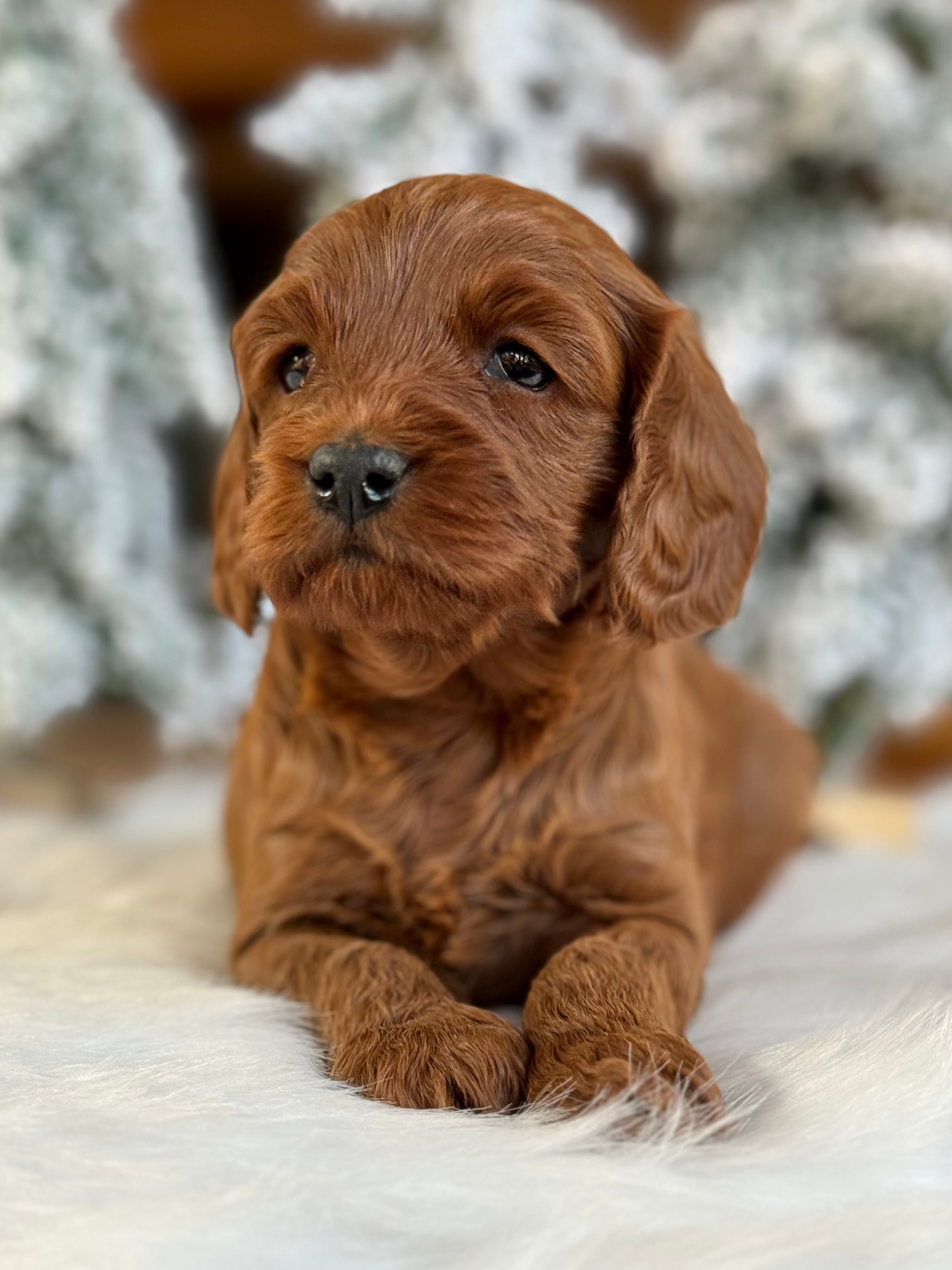 Chestnut Cavapoo Puppy π SOLD β Precious Pups USA