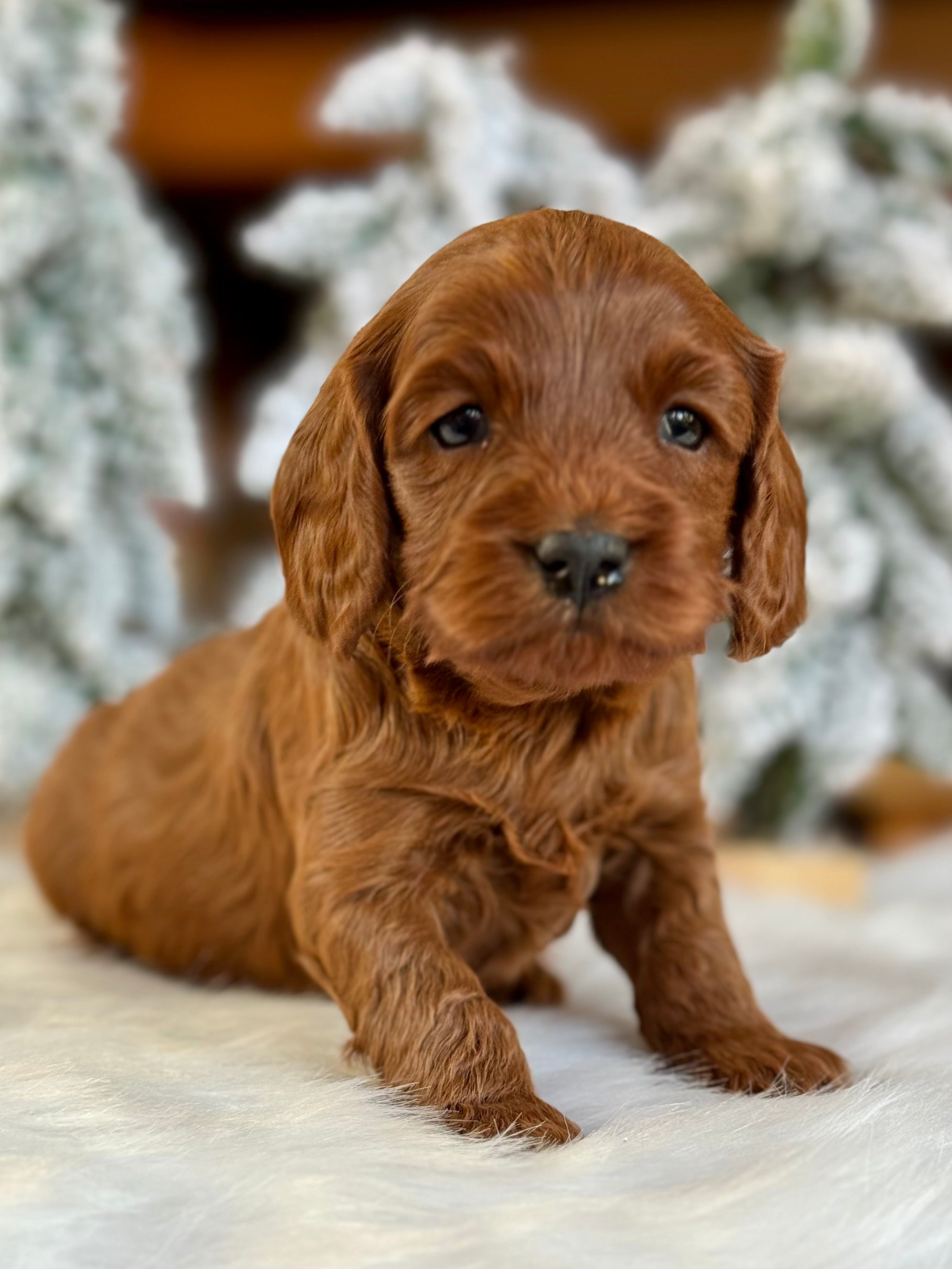 Chestnut Cavapoo Puppy π SOLD β Precious Pups USA