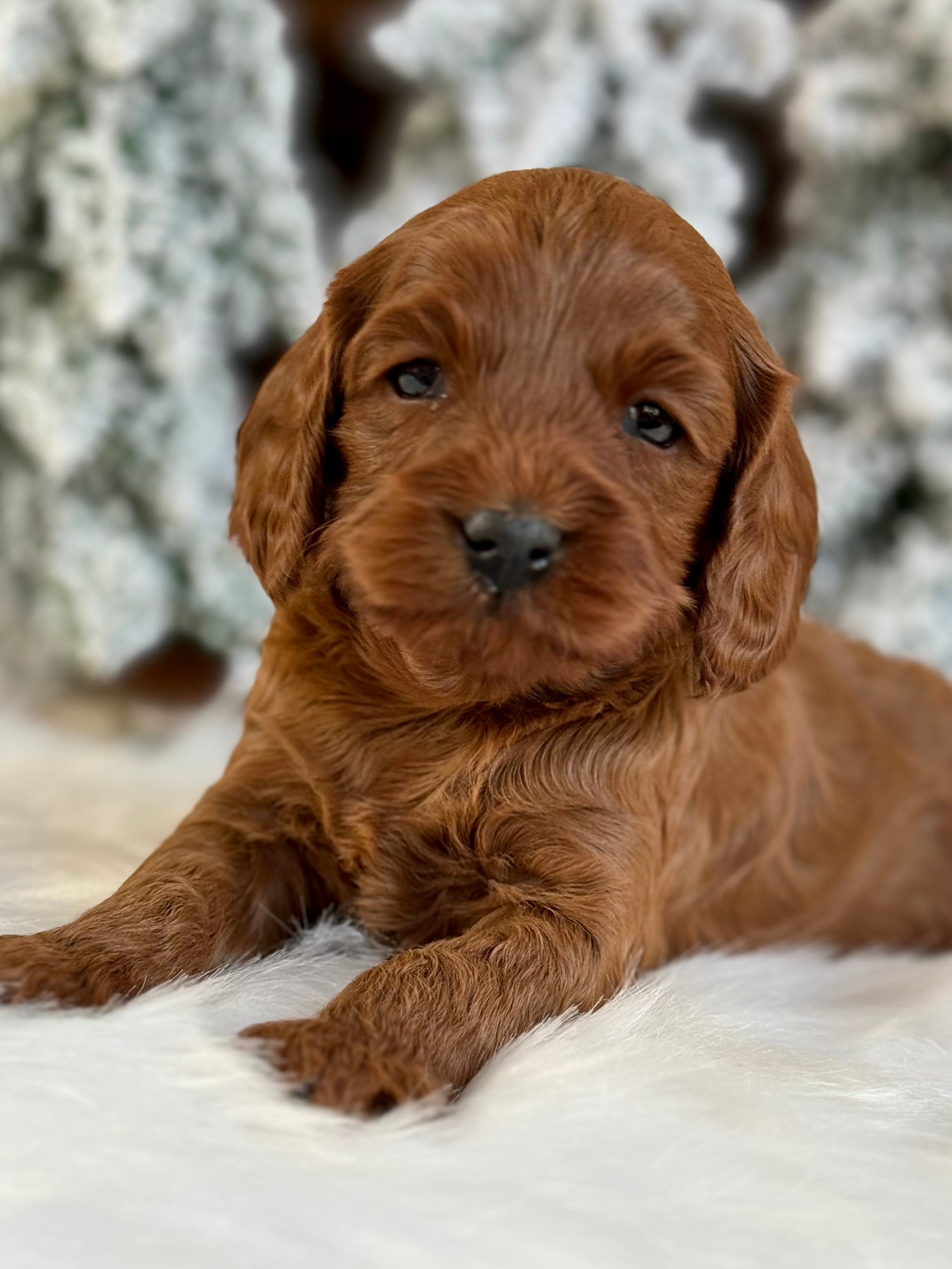 Chestnut Cavapoo Puppy π SOLD β Precious Pups USA