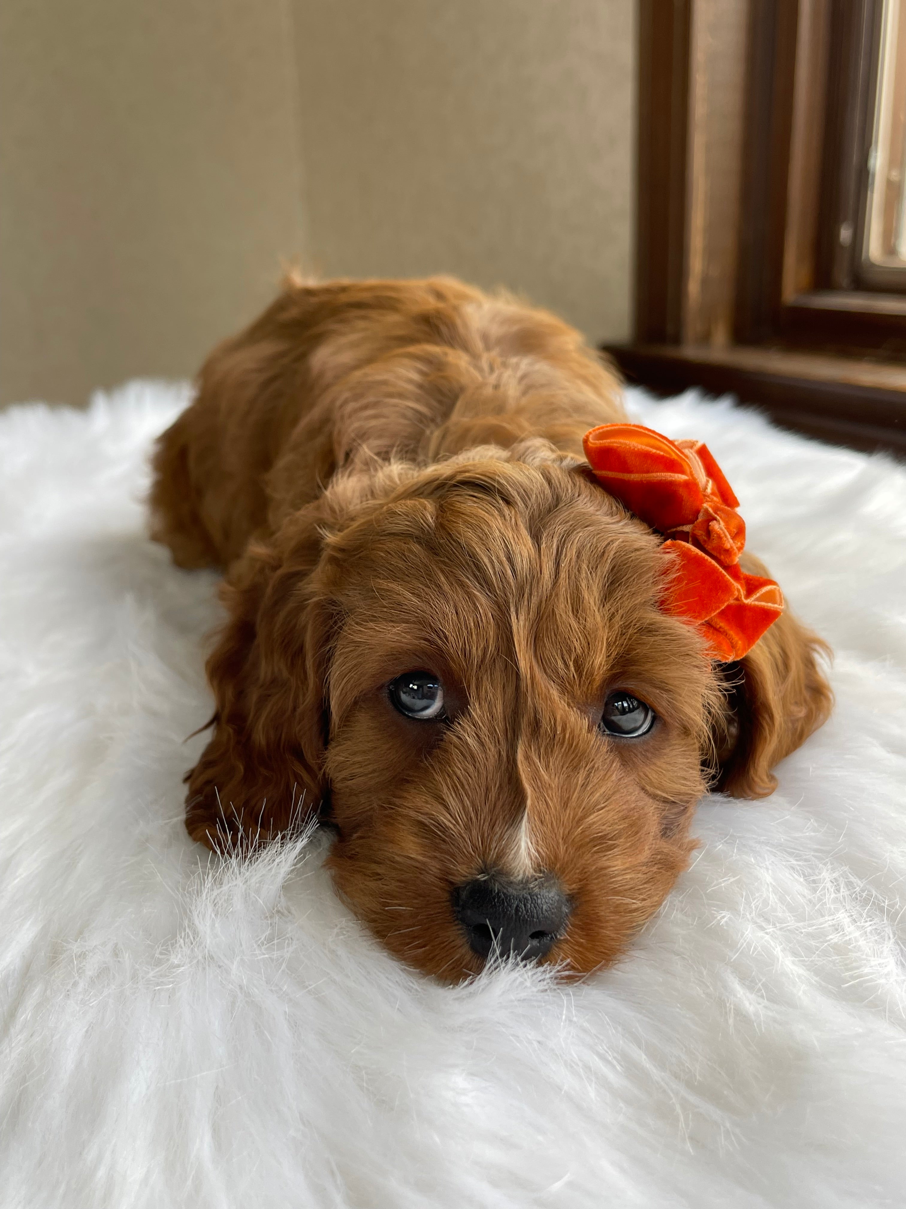 Maple Cavapoo Puppy 💗 SOLD – Precious Pups USA