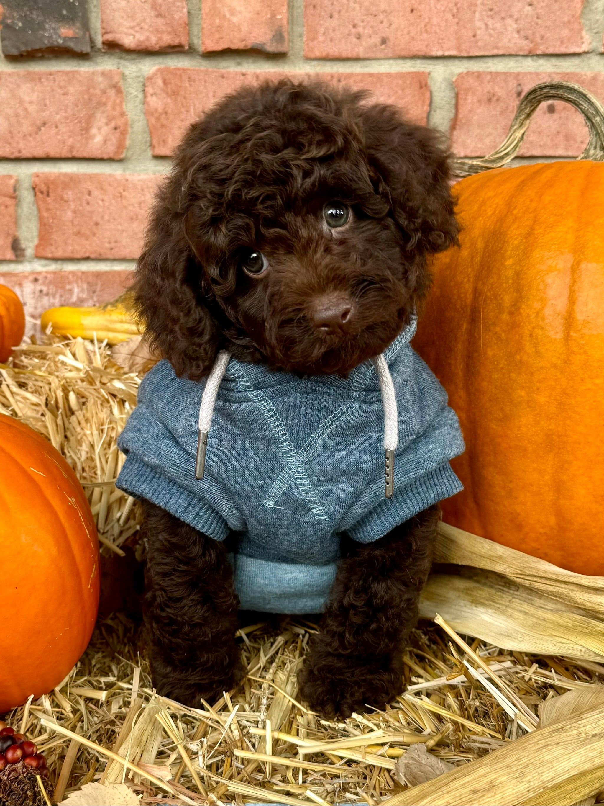 Mocha Toy Poodle Puppy 💙 SOLD – Precious Pups USA