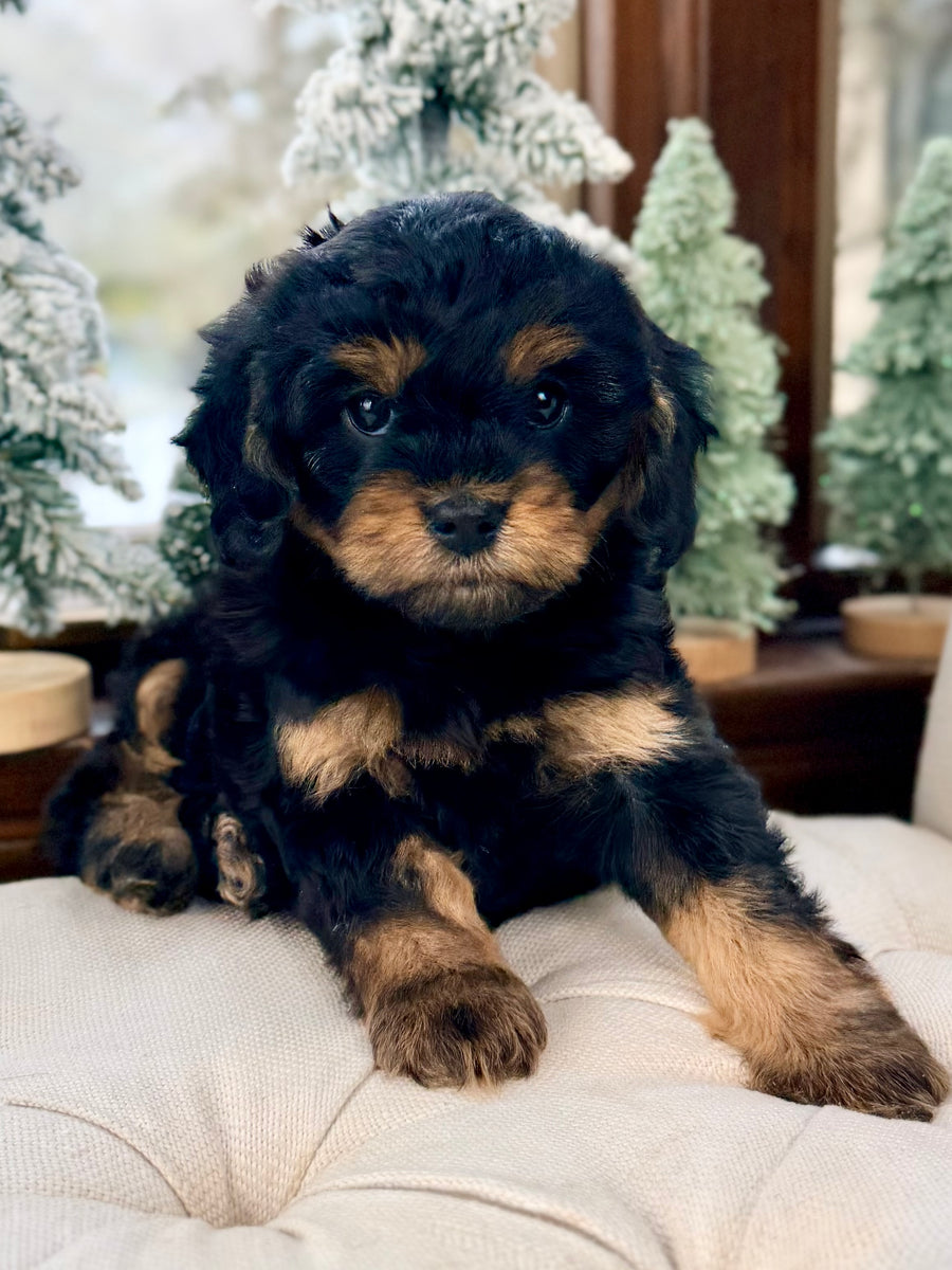 Java Cavapoo Puppy 💗 ADOPTED – Precious Pups USA