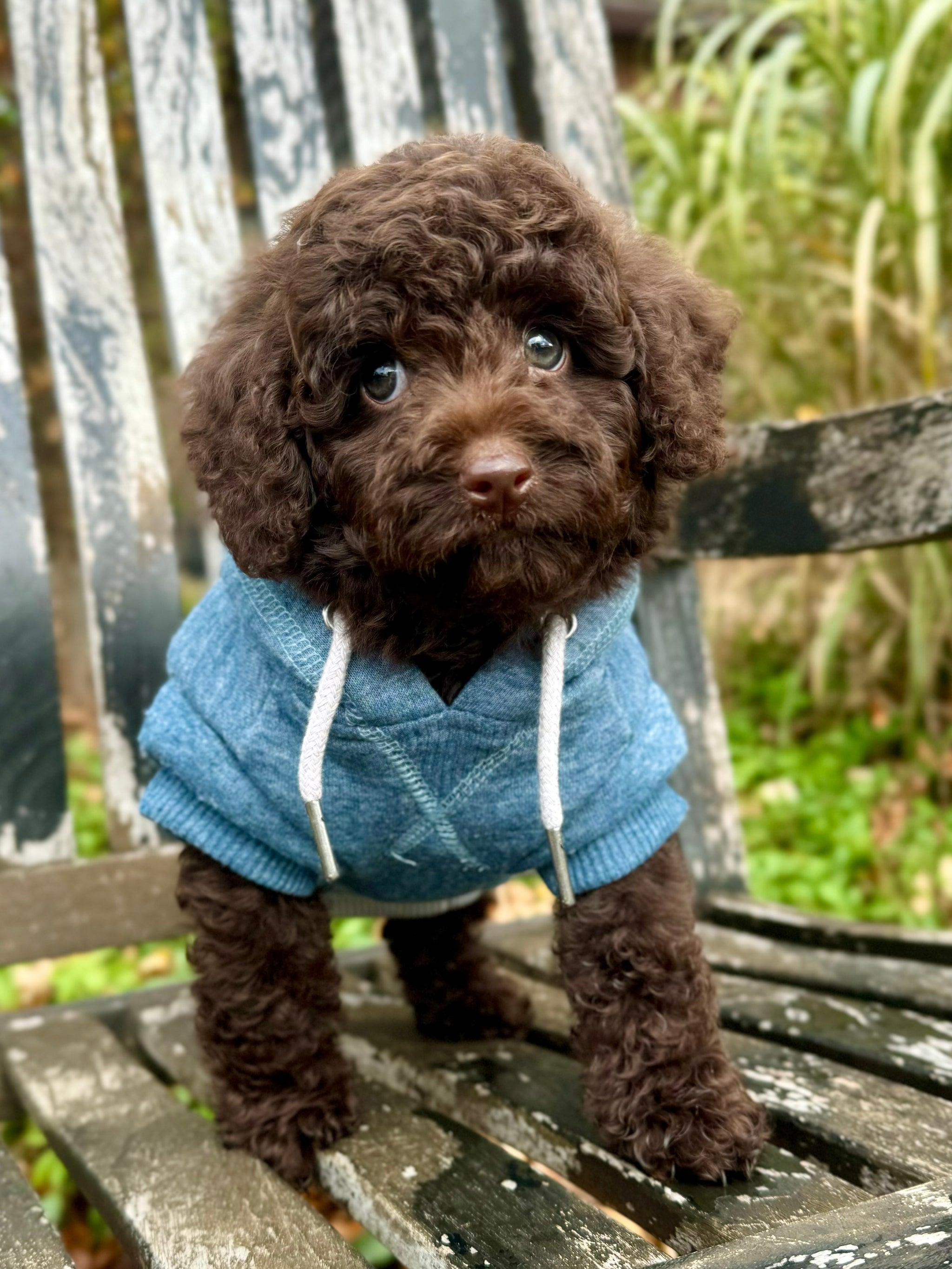 Mocha Toy Poodle Puppy 💙 SOLD – Precious Pups USA