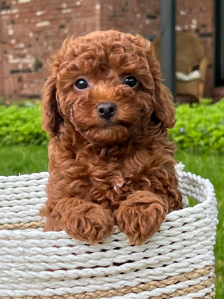 Winston Toy Poodle Puppy 💙 SOLD – Precious Pups USA