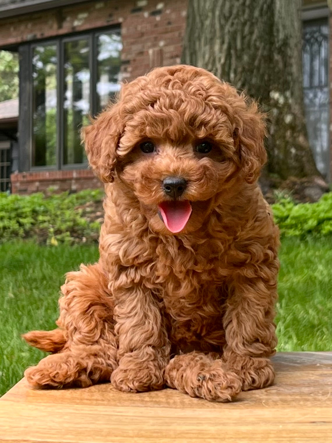red toy poodle  Teddy bear poodle, Toy poodle puppies, Poodle puppy