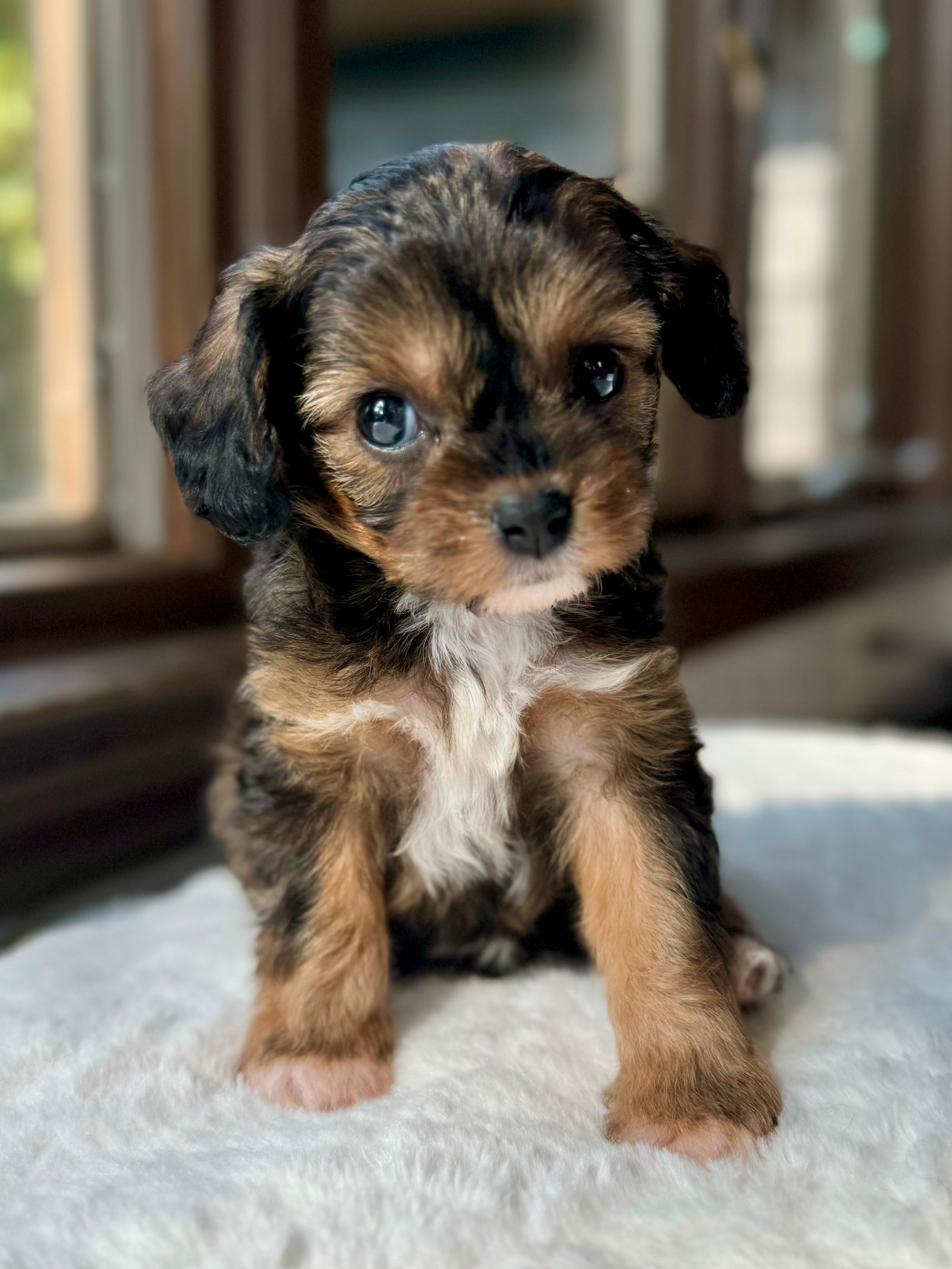 Bailey Cavapoo Puppy π SOLD β Precious Pups USA