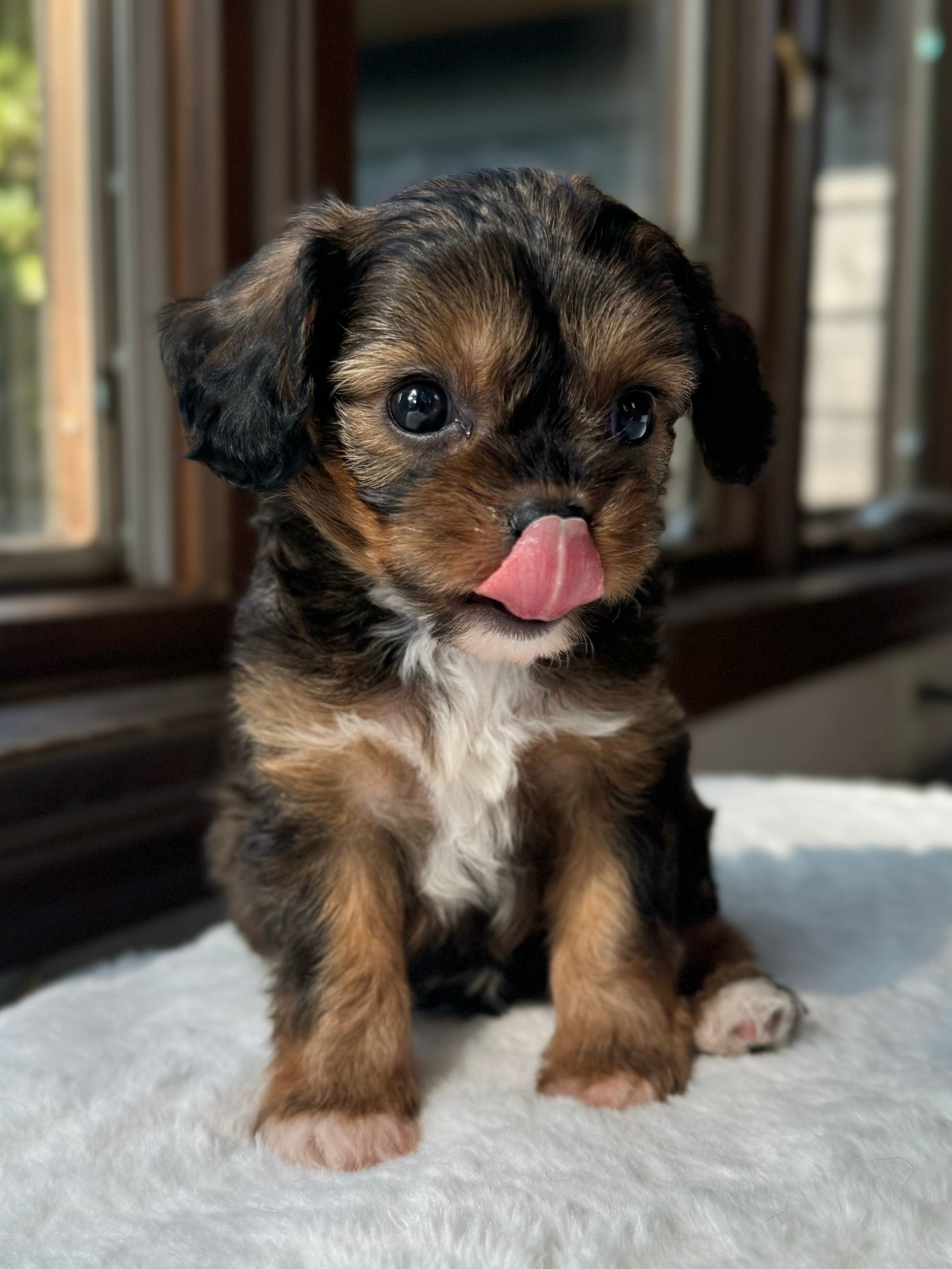 Bailey Cavapoo Puppy π SOLD β Precious Pups USA